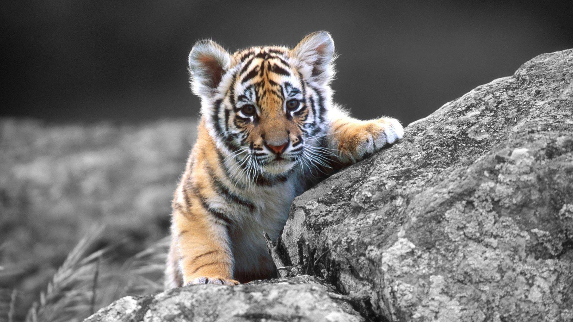 Baby Tiger At Rocks — 1920x1080 wallpaper