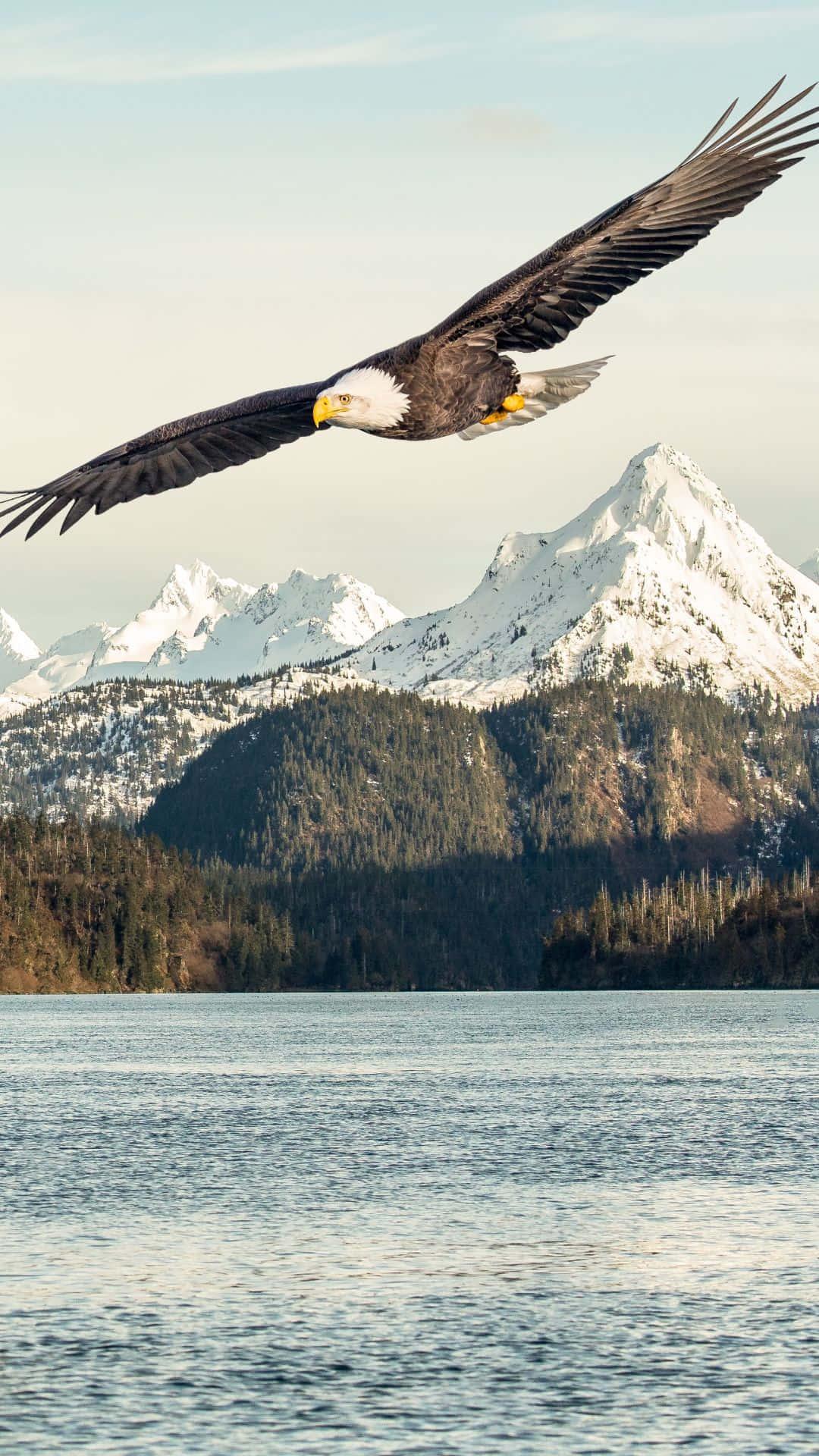 bald eagle flying over a body of water — 1080x1920 wallpaper