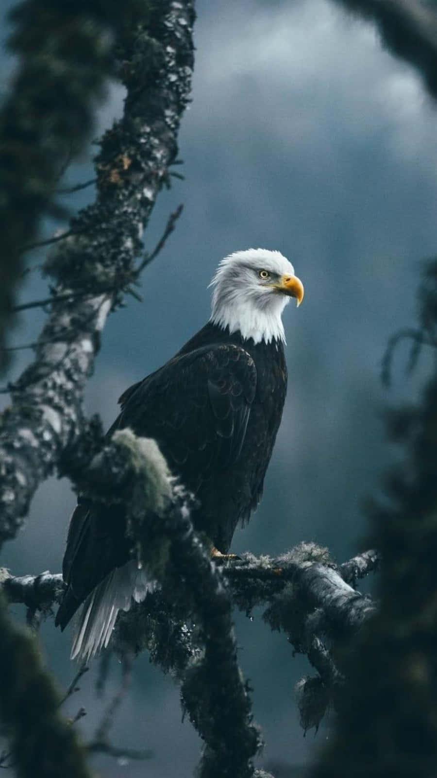 bald eagle in a tree branch — 900x1601 wallpaper