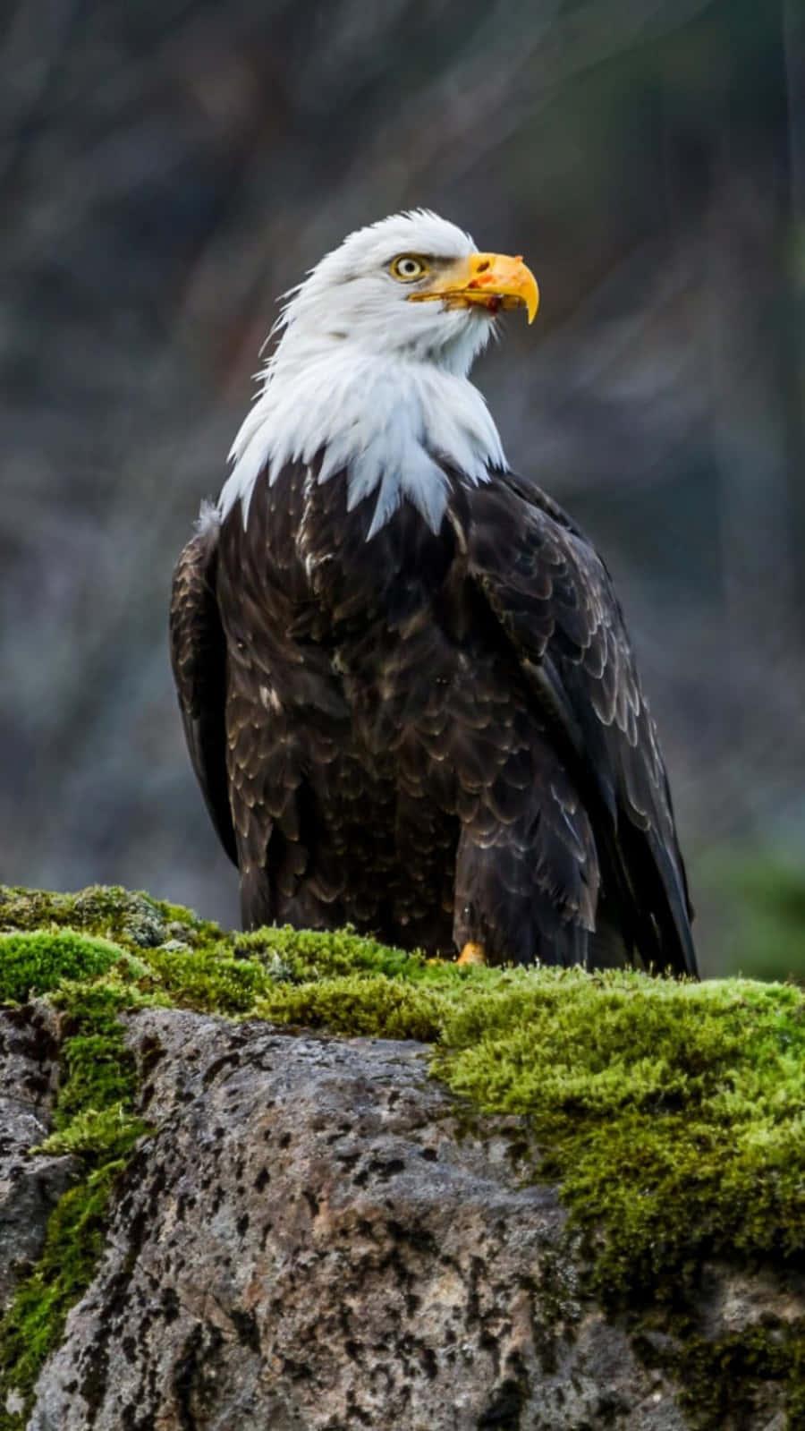 bald eagle perched on a rock with moss on it — 900x1599 wallpaper