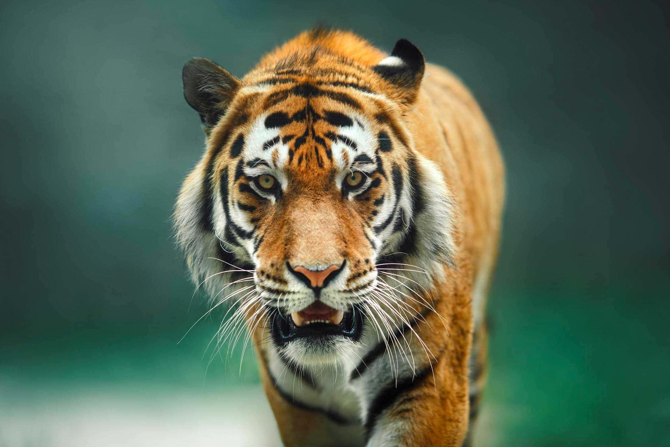 Basking in the Wild — 2200x1467 wallpaper