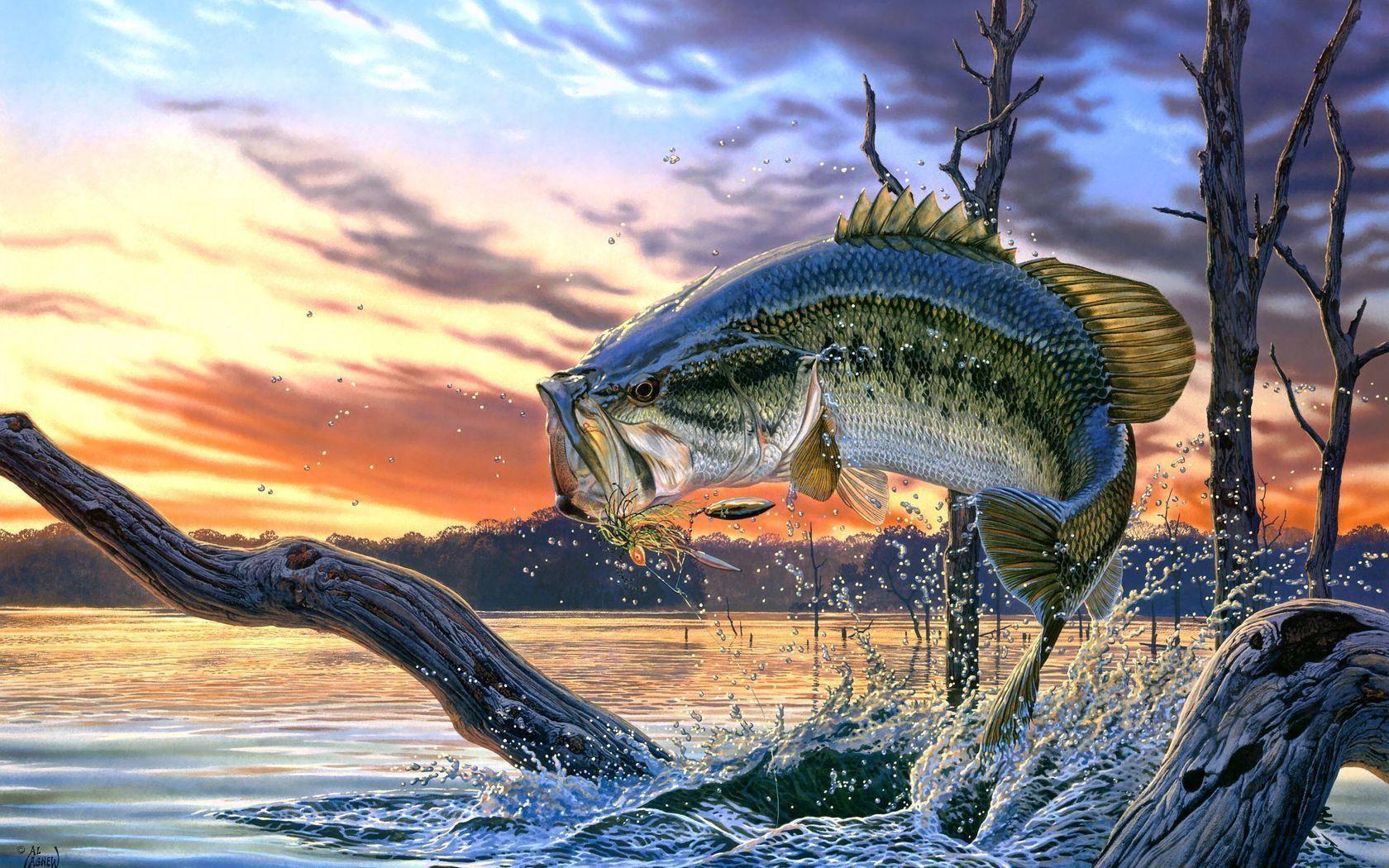 Bass Fish Fishing Lake — 1680x1050 wallpaper