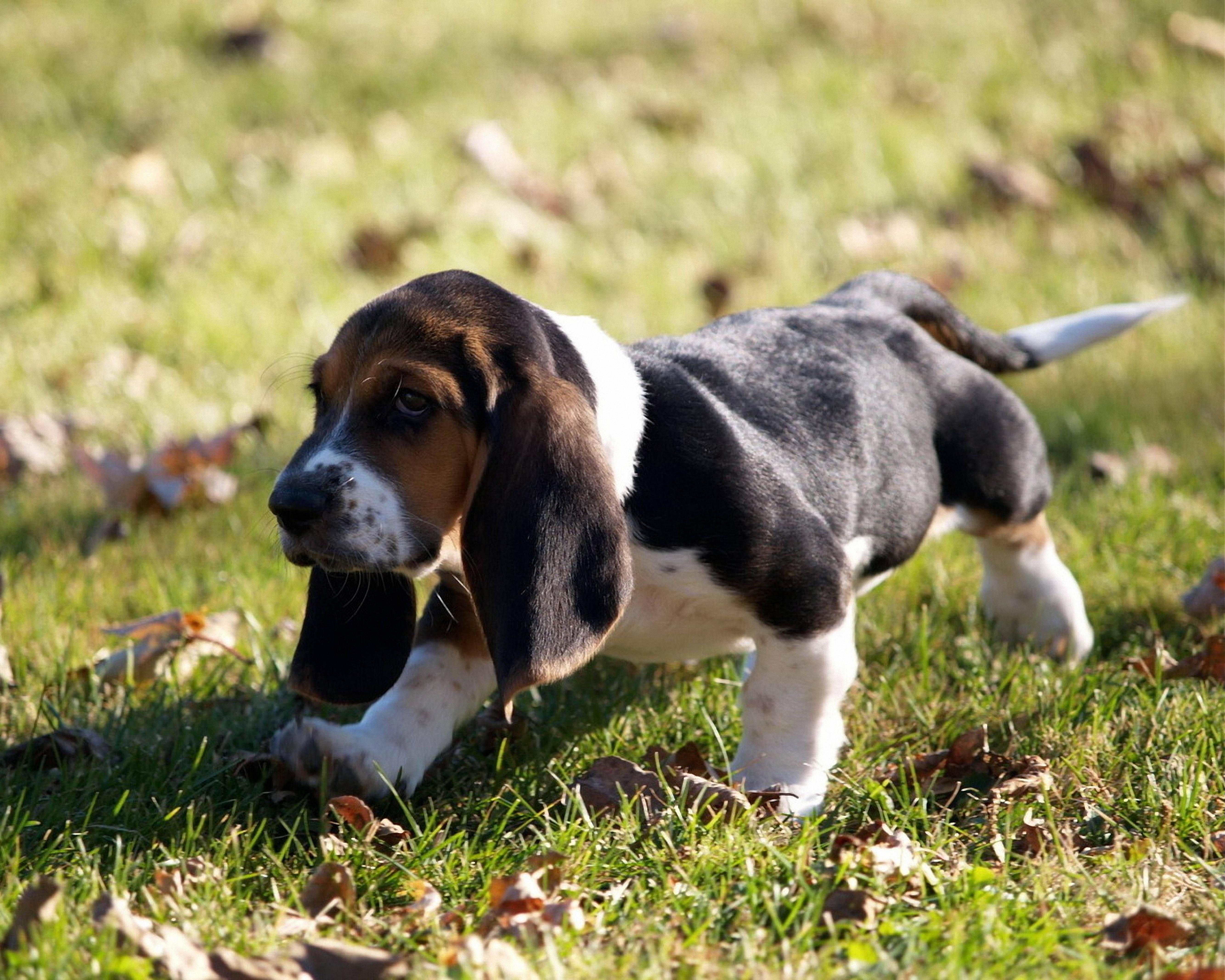 Basset Hound Puppy On Grass — 5334x4267 wallpaper