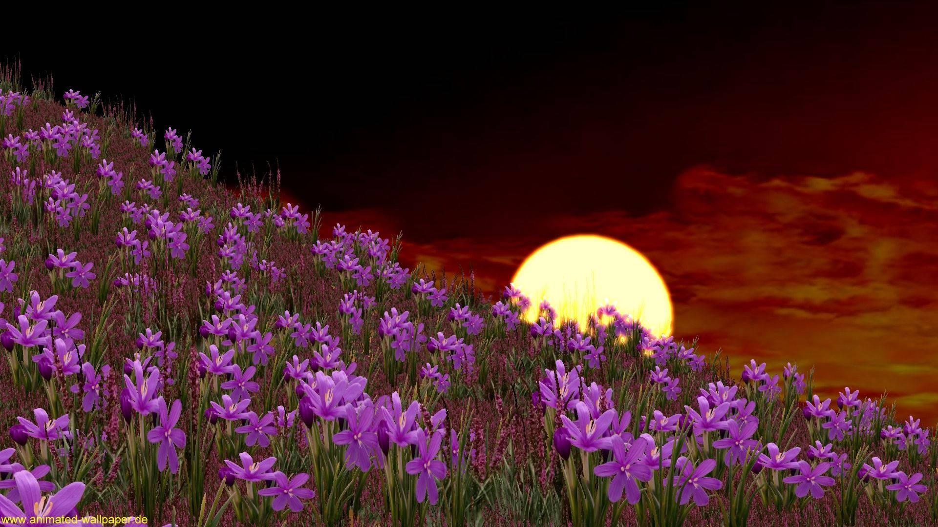 Be inspired by the beauty of nature and the warmth of summer — 1920x1080 wallpaper