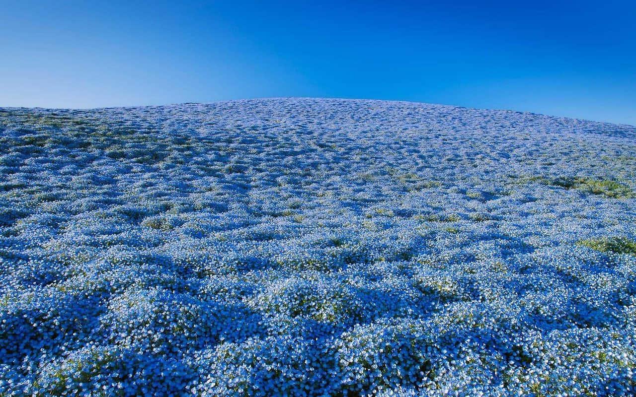 Be the blue in the sky and light the world — 1280x800 wallpaper