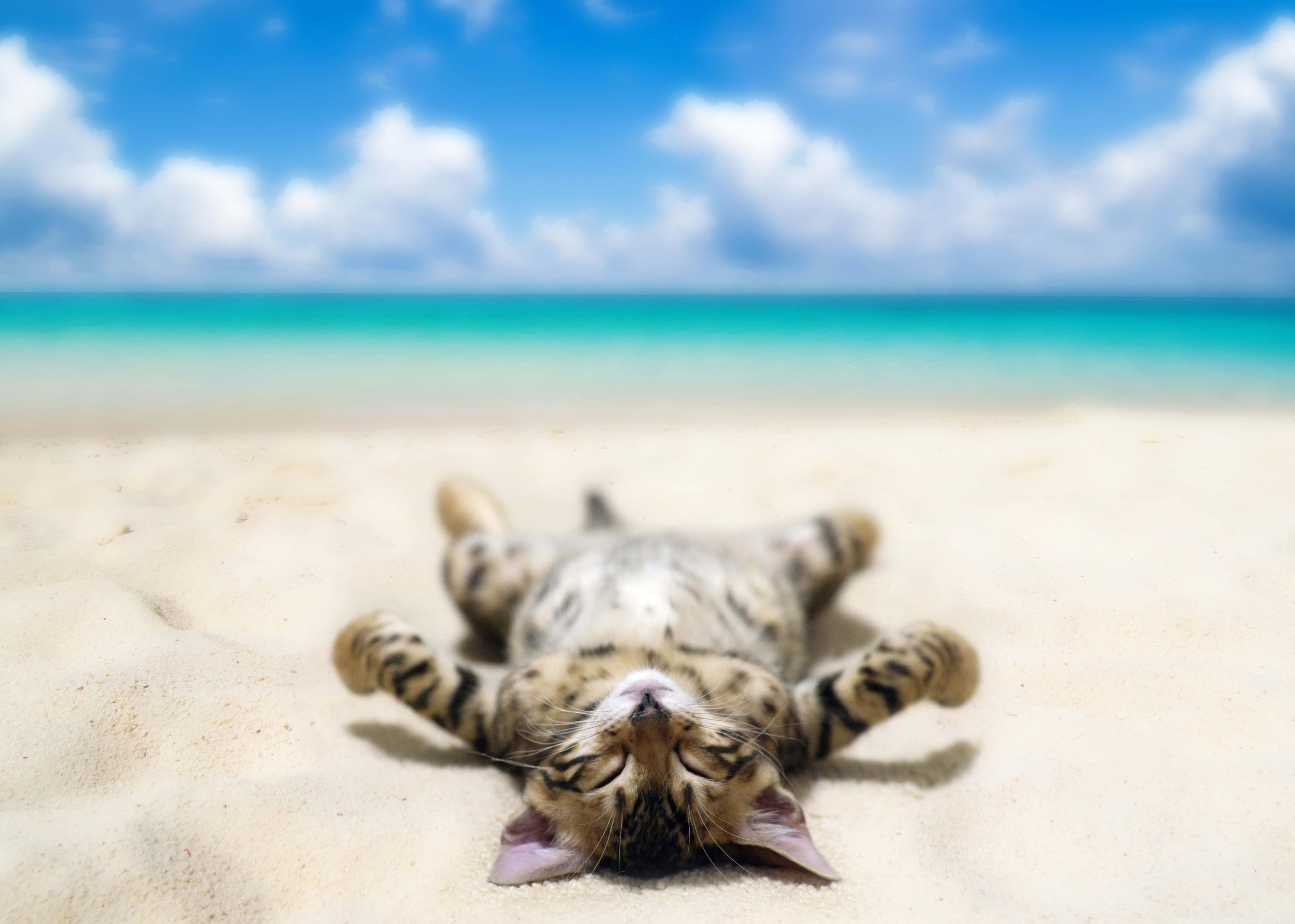 Beach Cute Cat PFP — 5001x3570 wallpaper