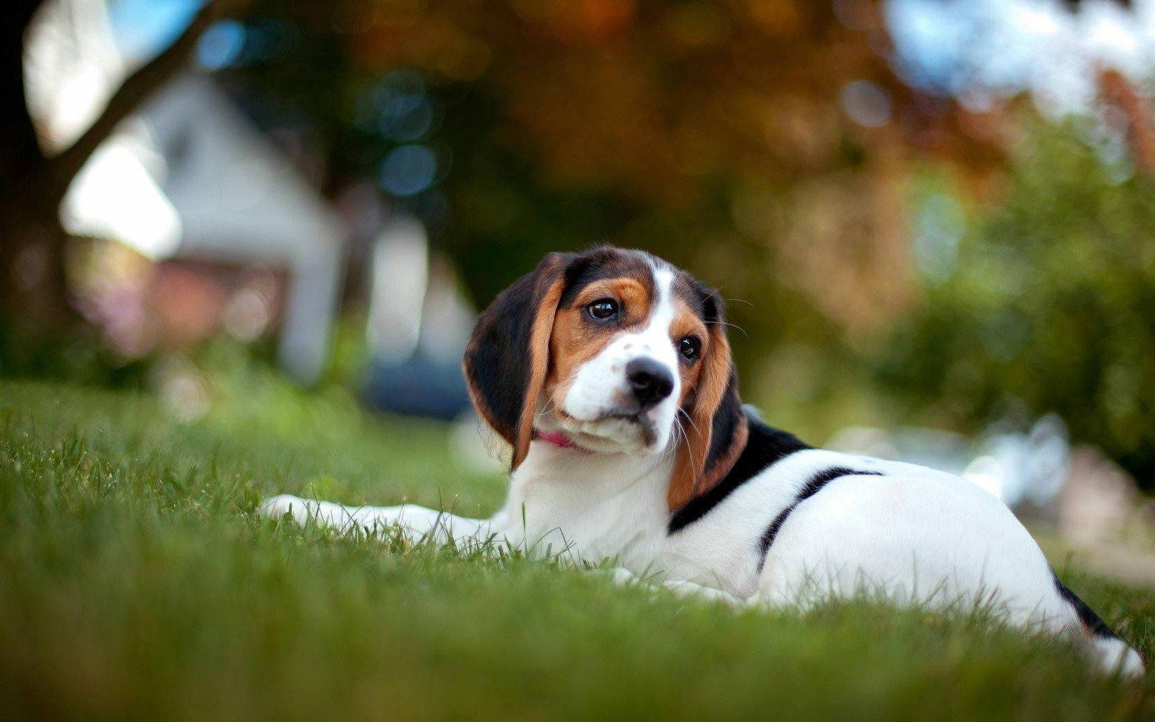 Beagle Puppy Lying On Grass — 1680x1050 wallpaper