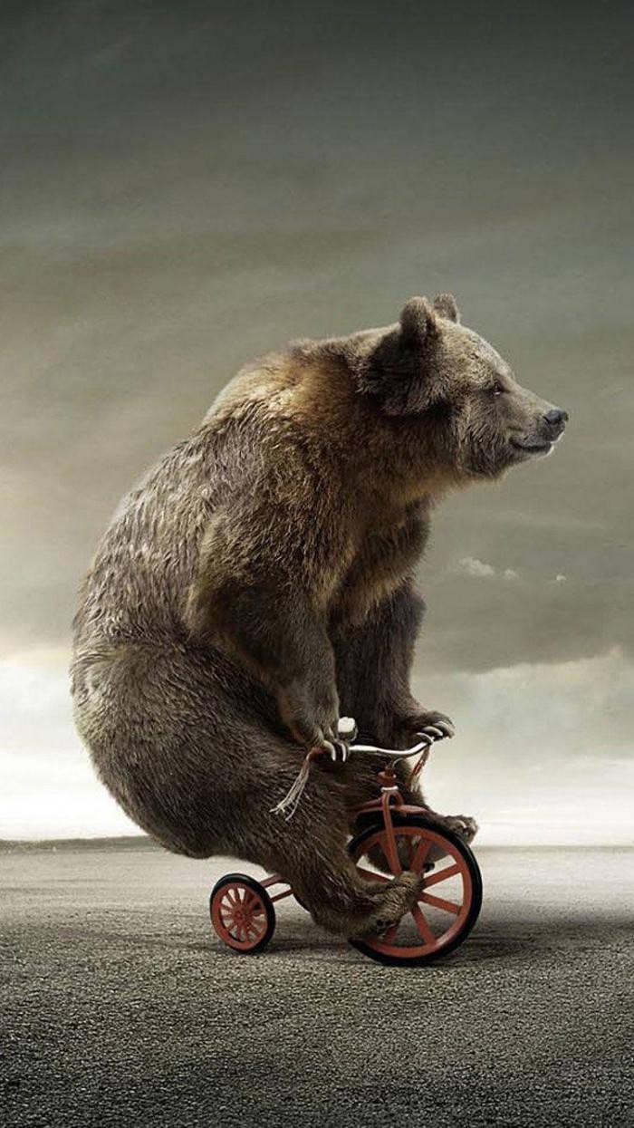 Bear On Tricycle Funny Phone — 700x1245 wallpaper