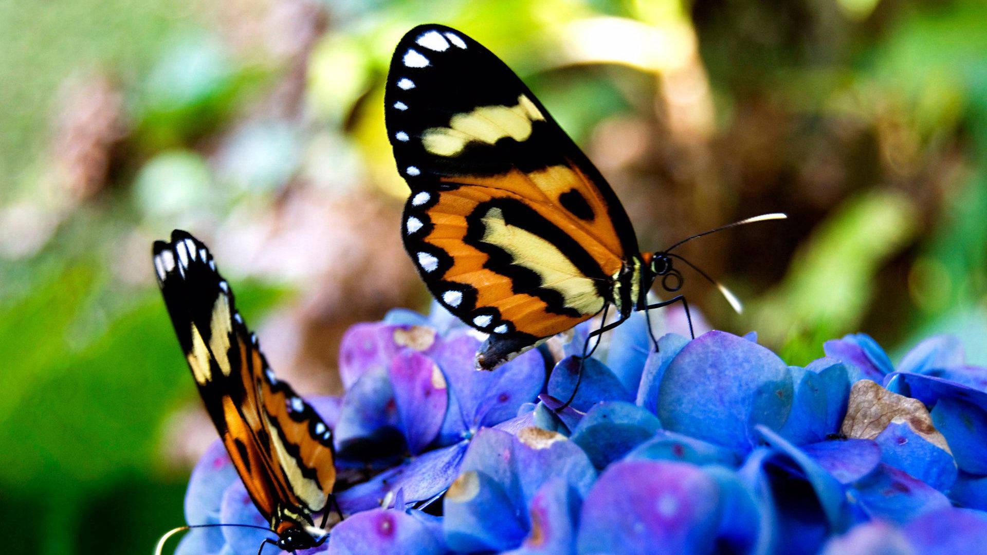 Beautiful Butterflies On Flowers — 1920x1080 wallpaper