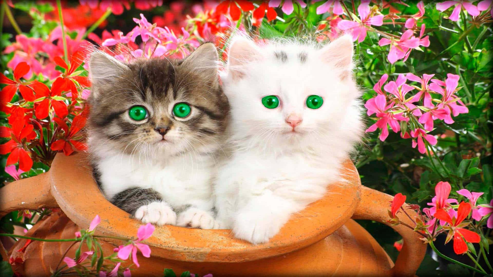 Beautiful Cats Picture — 1920x1080 wallpaper