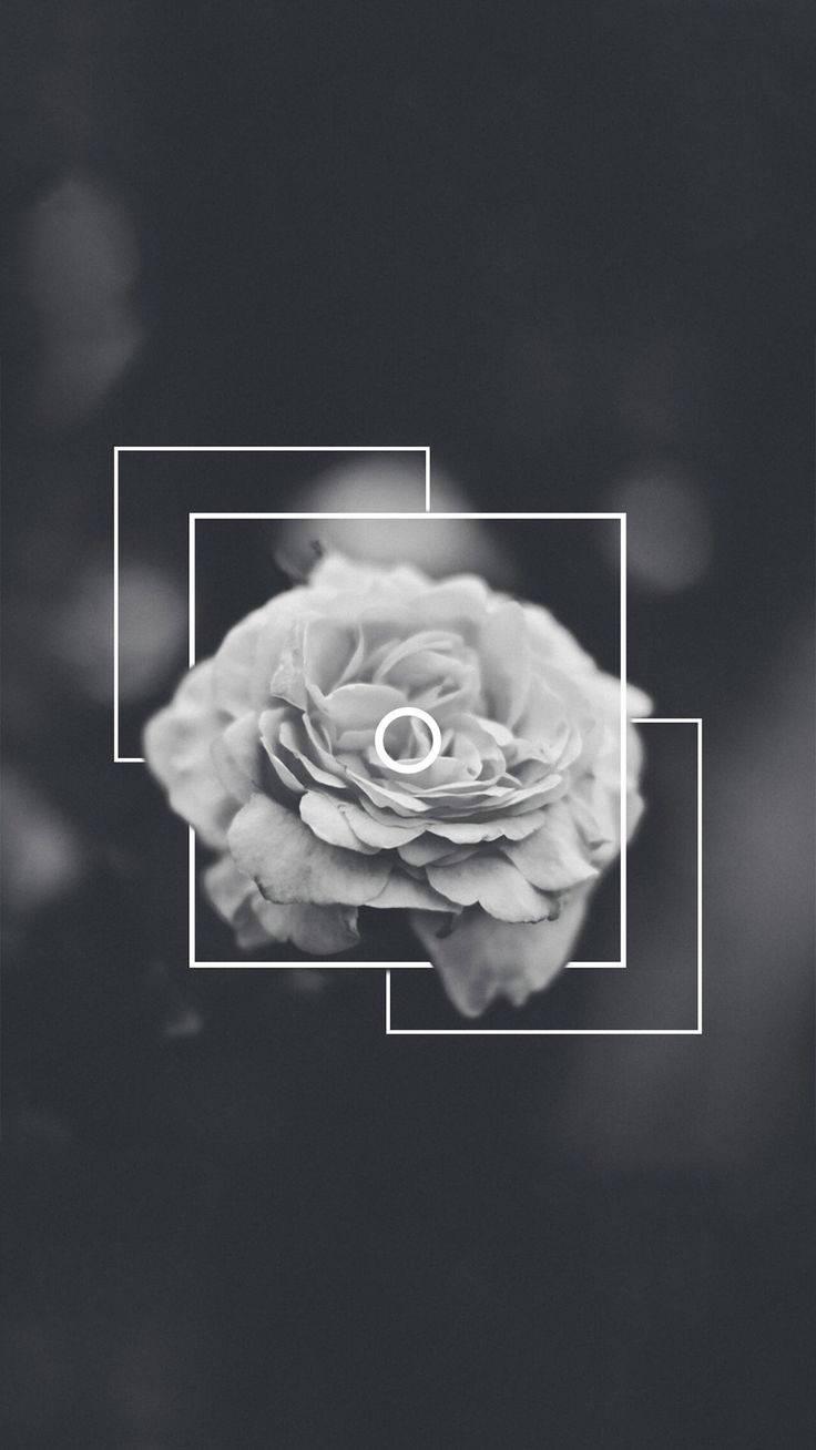 Beautiful, dark and unrestrained; an aesthetic of contrast — 736x1308 wallpaper