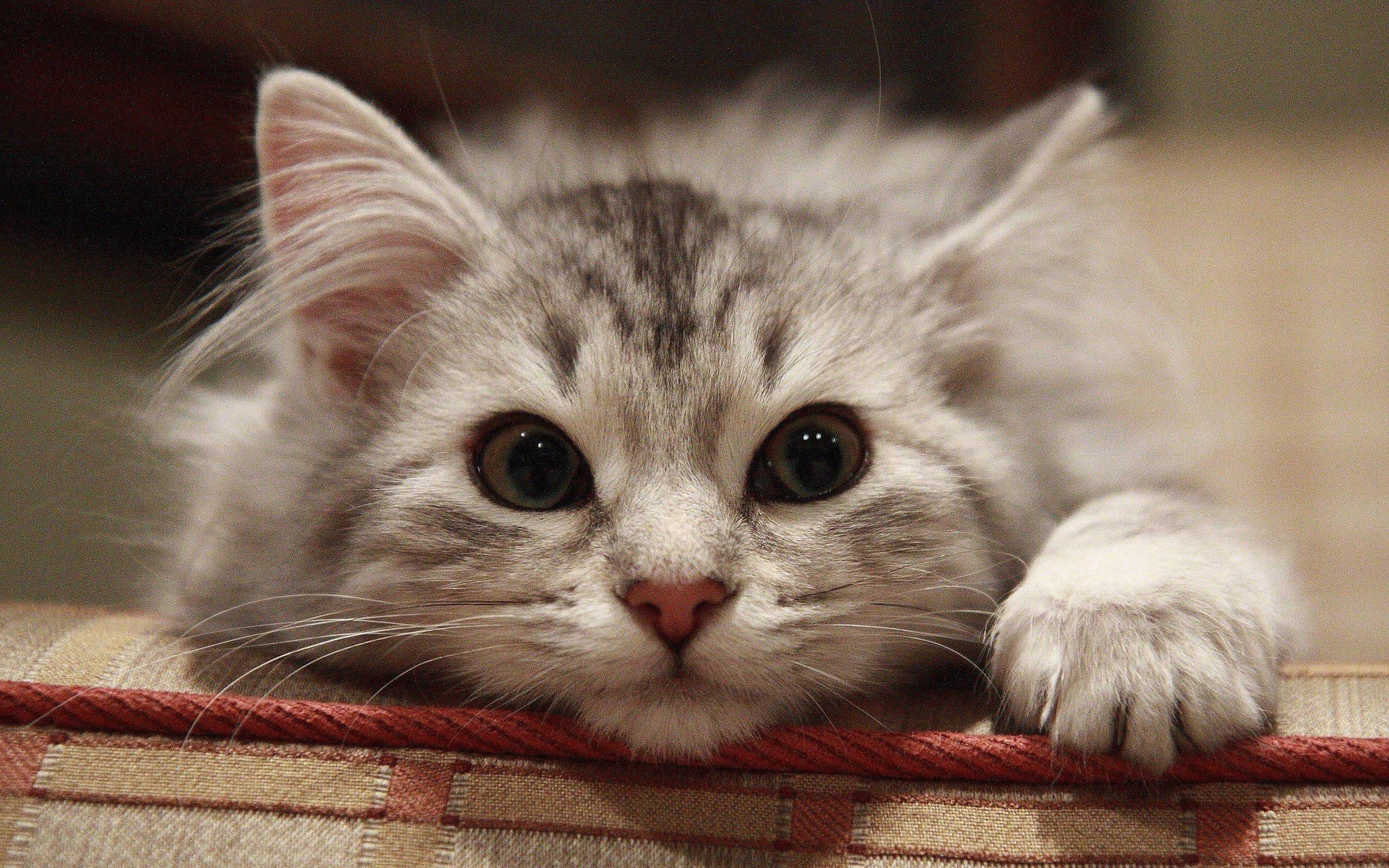 Beautiful Fluffy Grey Cat — 2560x1600 wallpaper