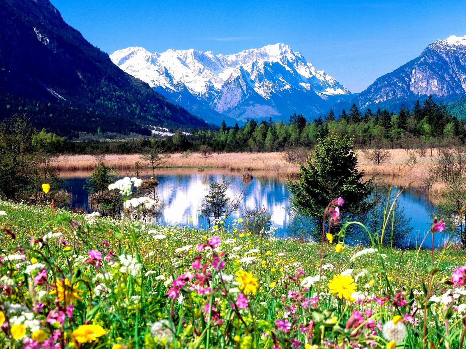 Beautiful Mountain View Over Field of Blooming Flowers — 1600x1200 wallpaper
