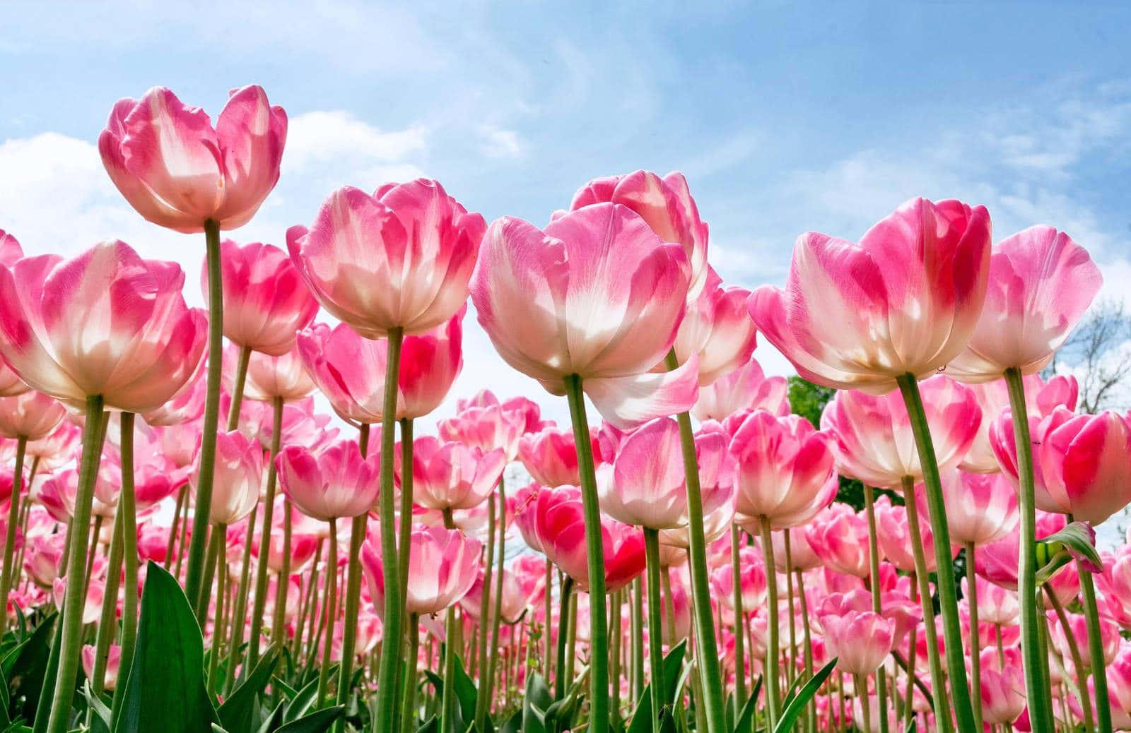 Beautiful Nature Flower — 1600x1038 wallpaper