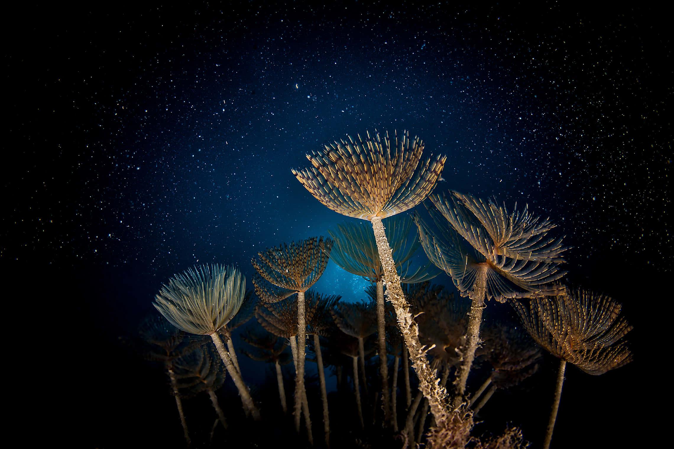 Beautiful Peacock Worm Picture — 2280x1520 wallpaper