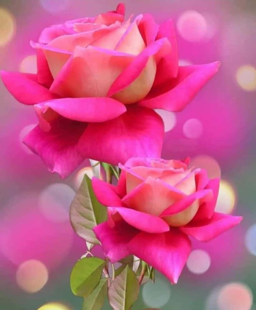 Beautiful Pink Roses Picture — 820x992 wallpaper