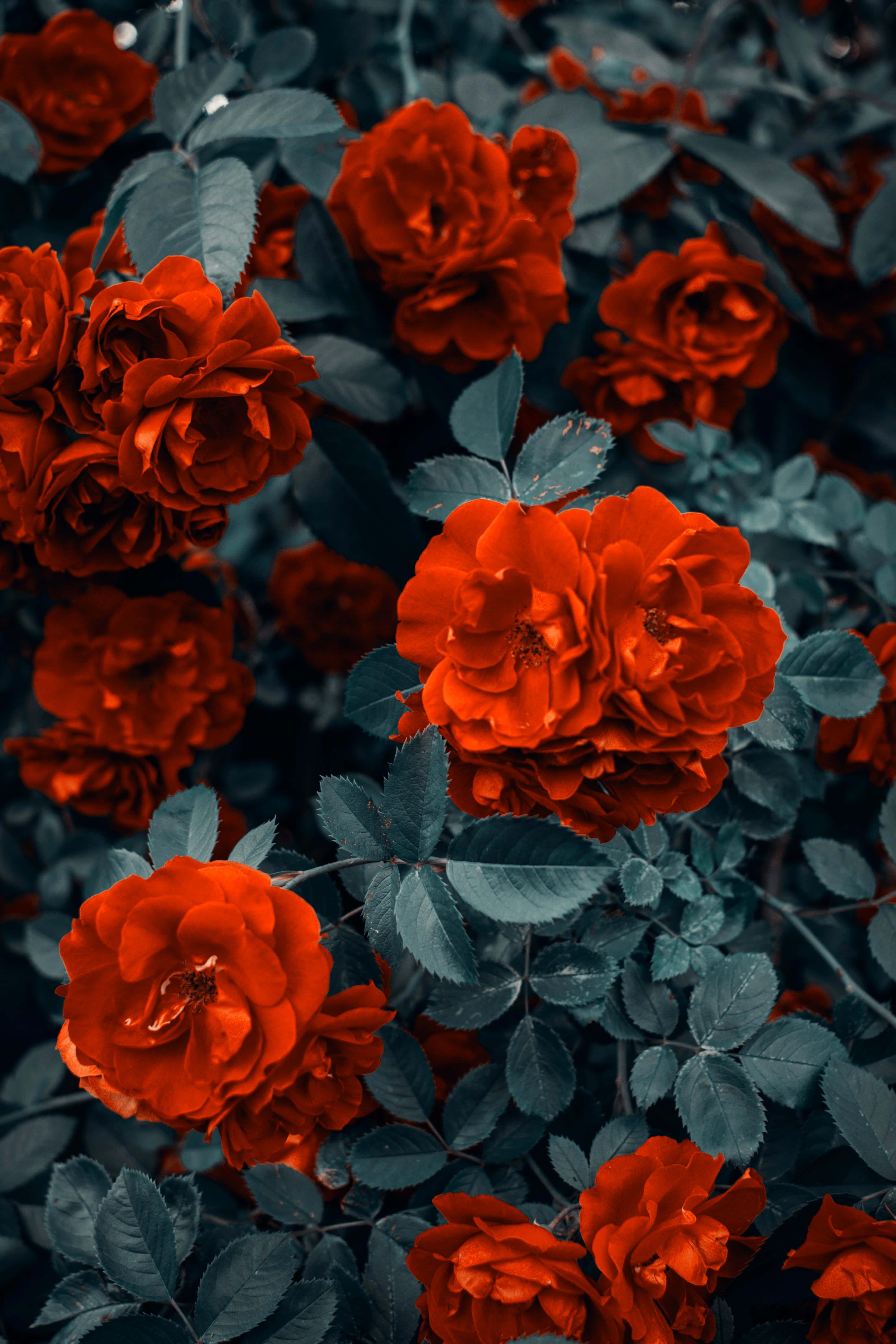 Beautiful Red Roses Picture — 4000x6000 wallpaper