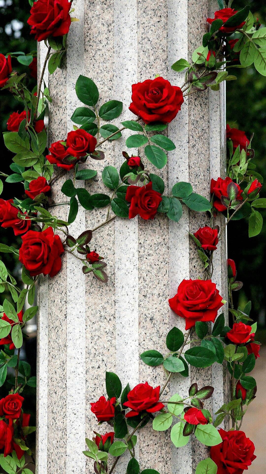 Beautiful Roses Flower Mobile — 1080x1920 wallpaper