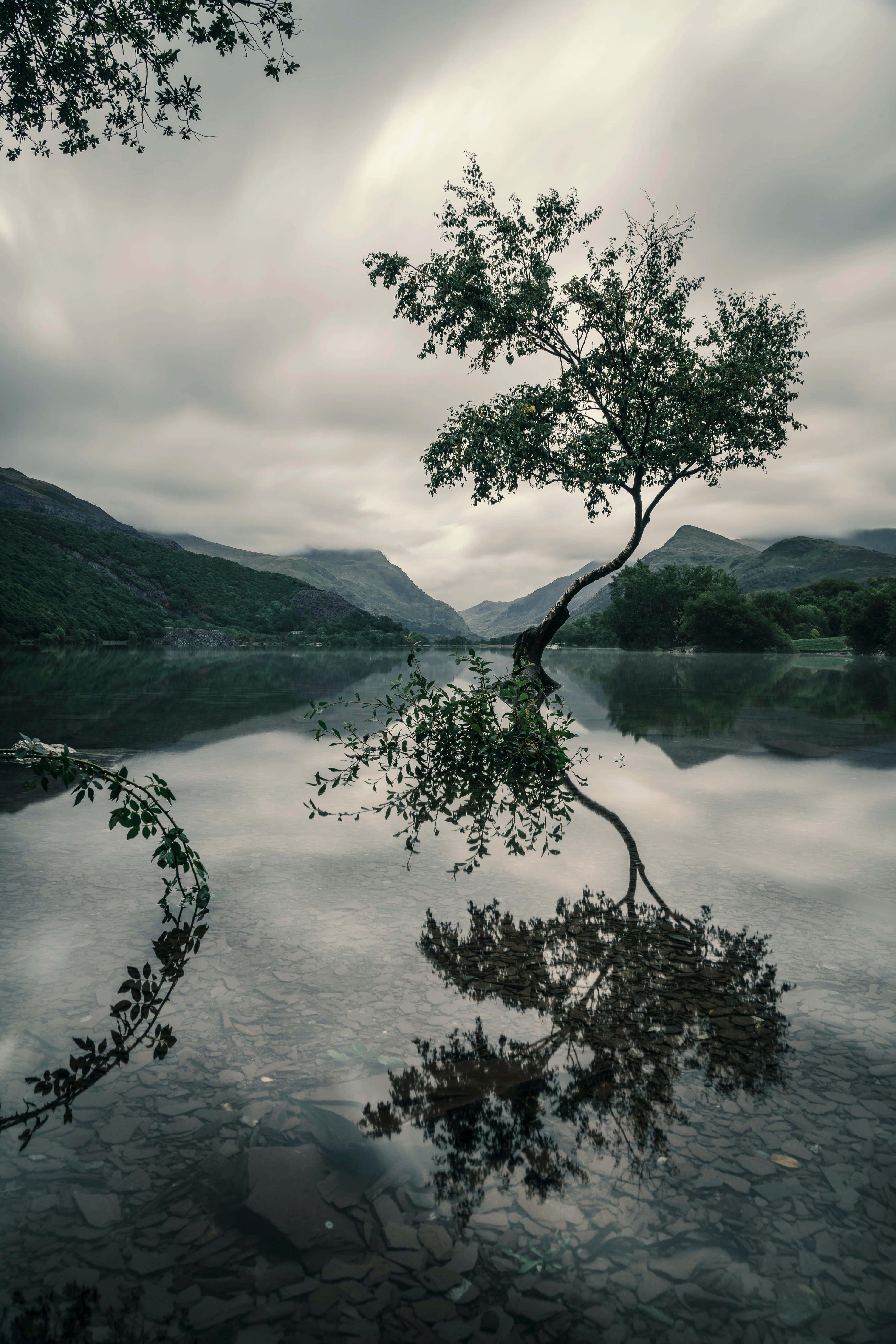 Beautiful Tree Reflection Picture — 3901x5851 wallpaper
