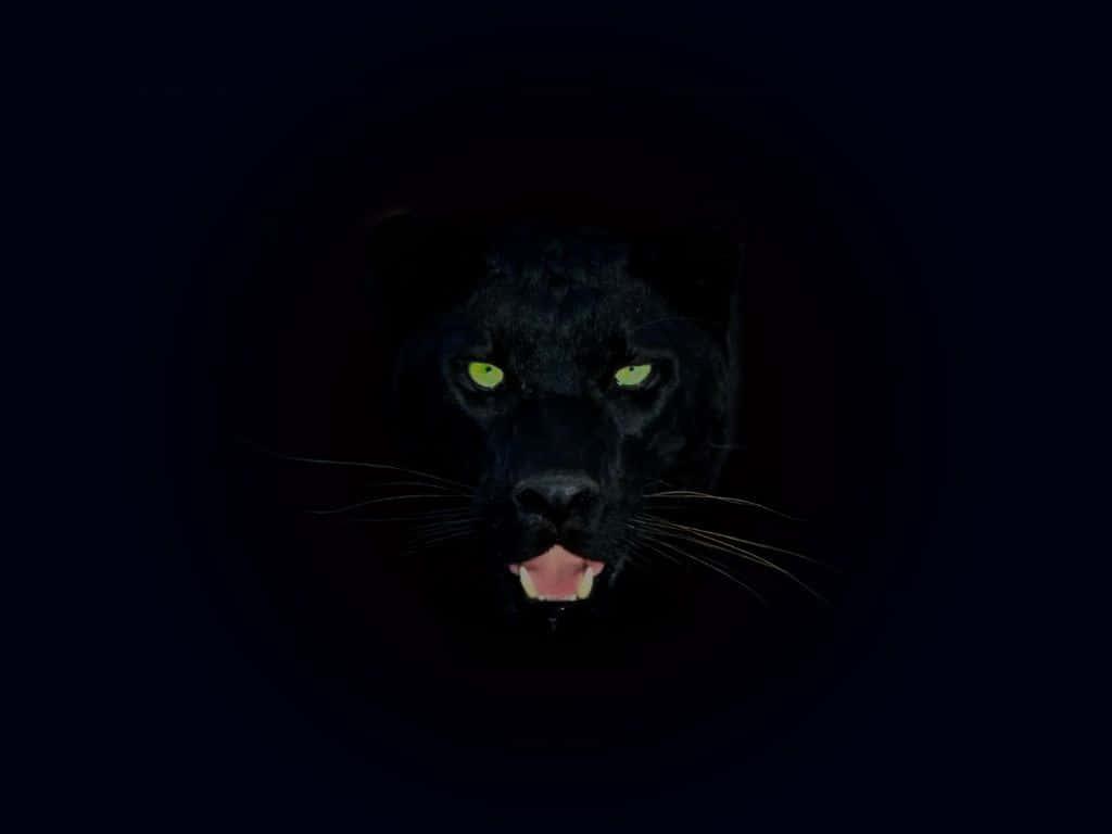 Beauty in Black — 1024x768 wallpaper