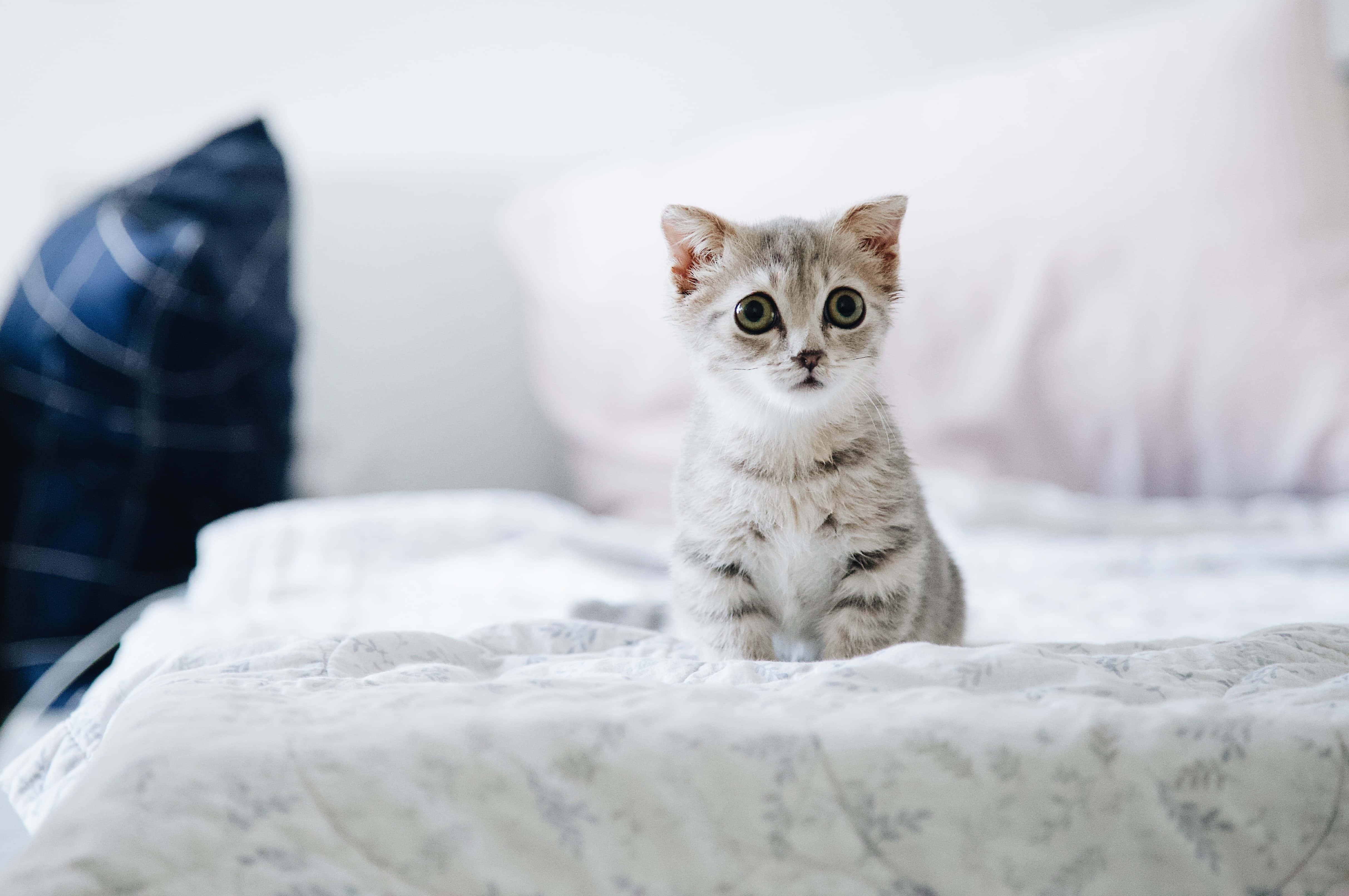 Bed Baby Cute Cat PFP — 4850x3224 wallpaper