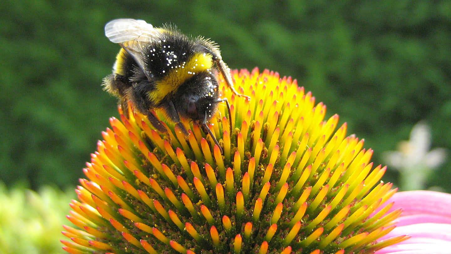 Bee On A Flower Picture — 1440x810 wallpaper