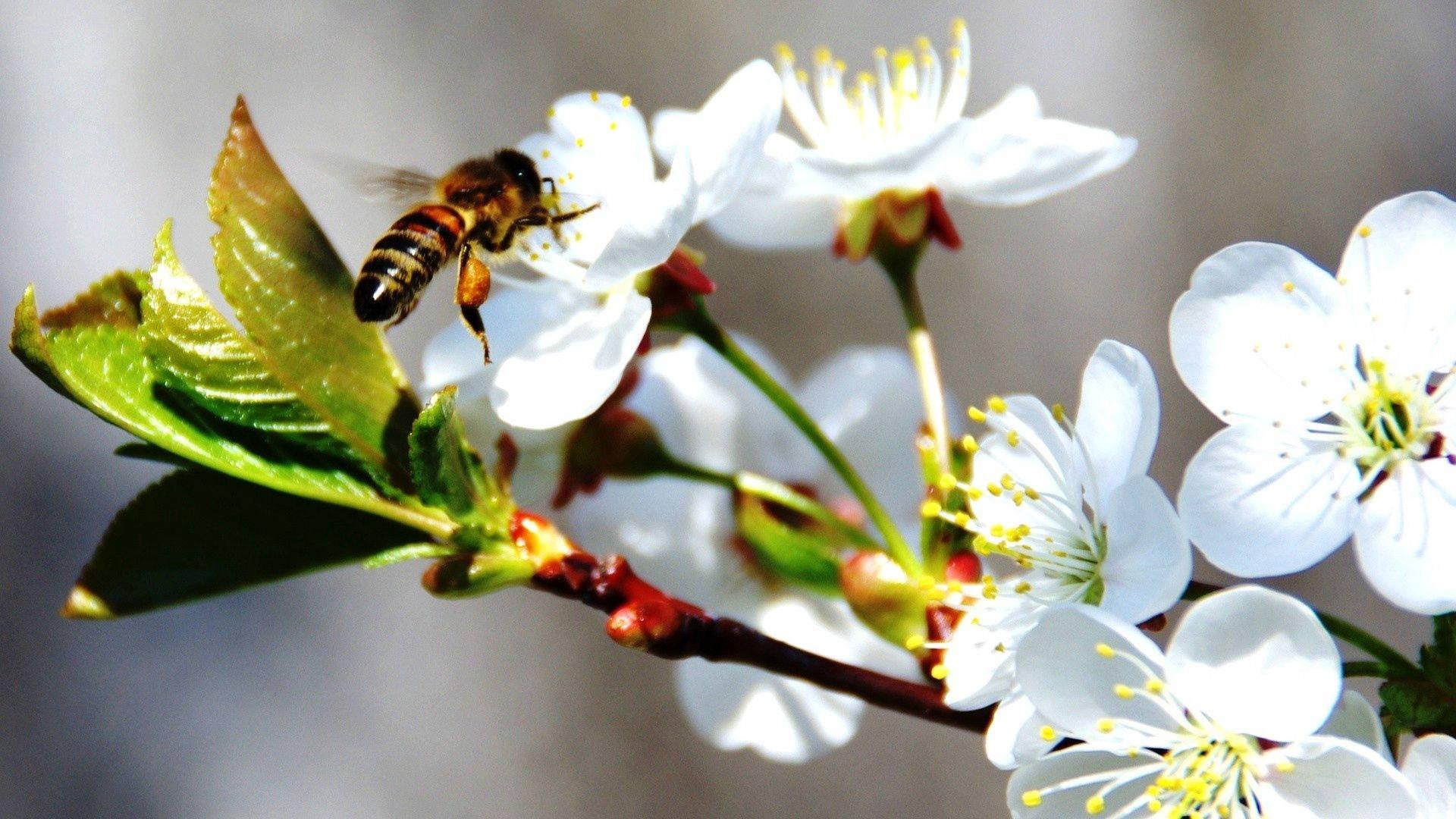 Bee On White Cherry Blossom — 1920x1080 wallpaper