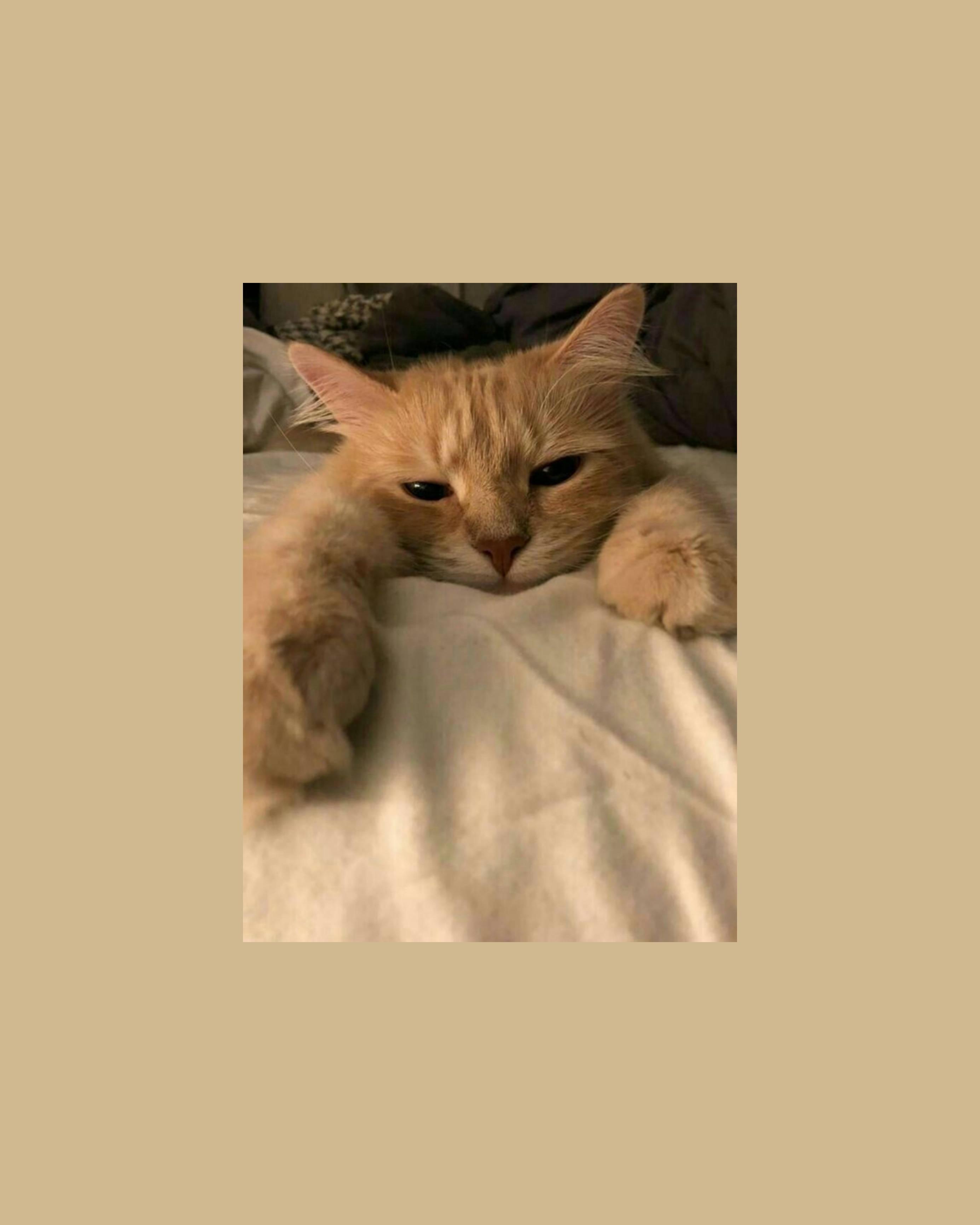 Beige Cute Cat Aesthetic — 2771x3464 wallpaper