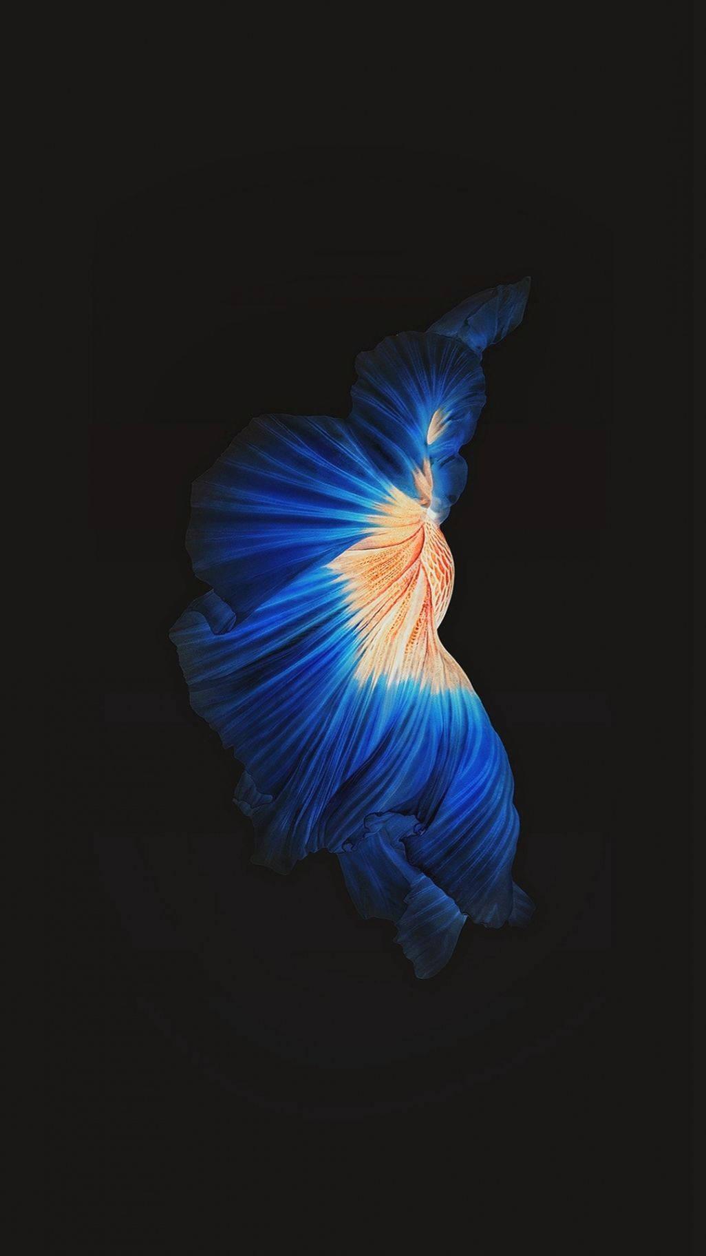 Betta Fighting Fish Iphone Live — 1026x1824 wallpaper