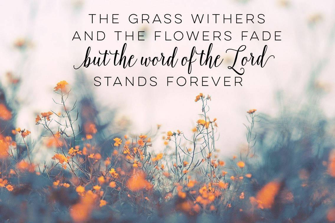 Bible Verse Isaiah Flowers — 1136x757 wallpaper