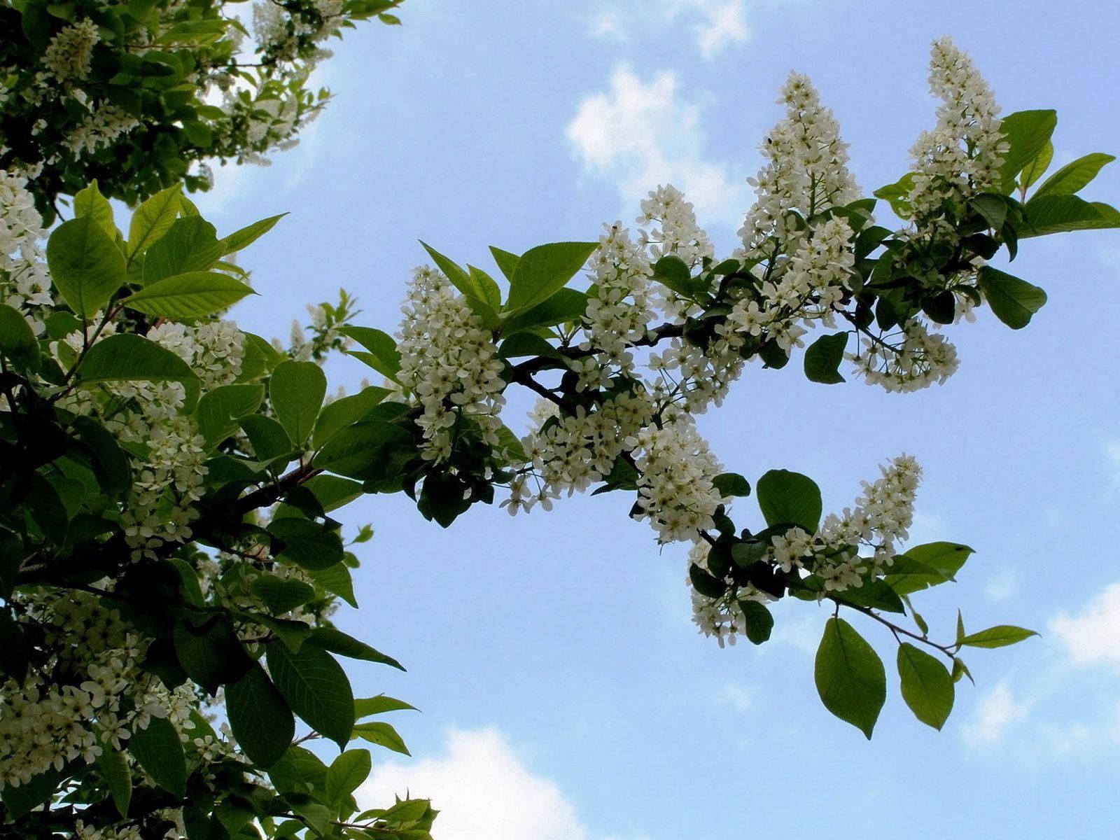 Big Leaf White Cherry Blossom — 1600x1200 wallpaper