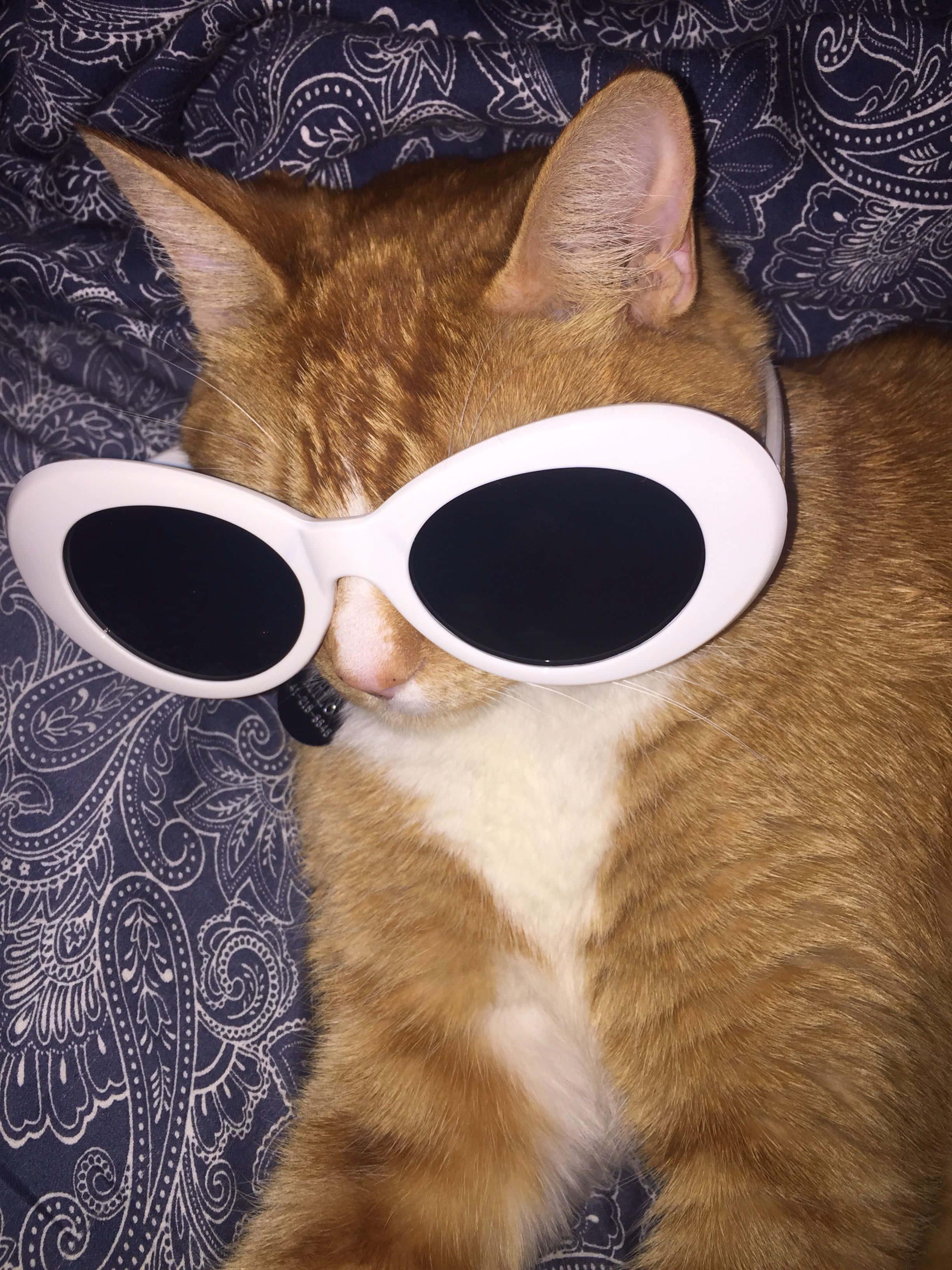 Big Sunglasses Cute Cat PFP — 2448x3264 wallpaper