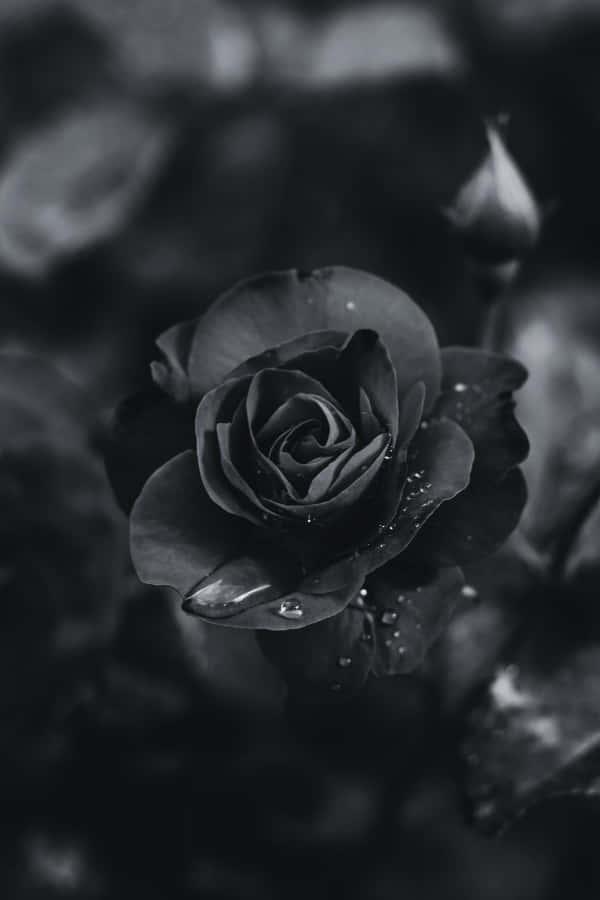 Black Aesthetic Bloomed Rose Background — 600x900 wallpaper