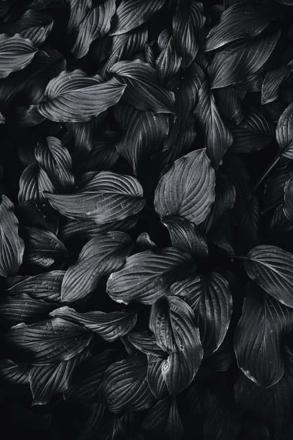 Black Aesthetic Bush Leaves Background — 600x900 wallpaper