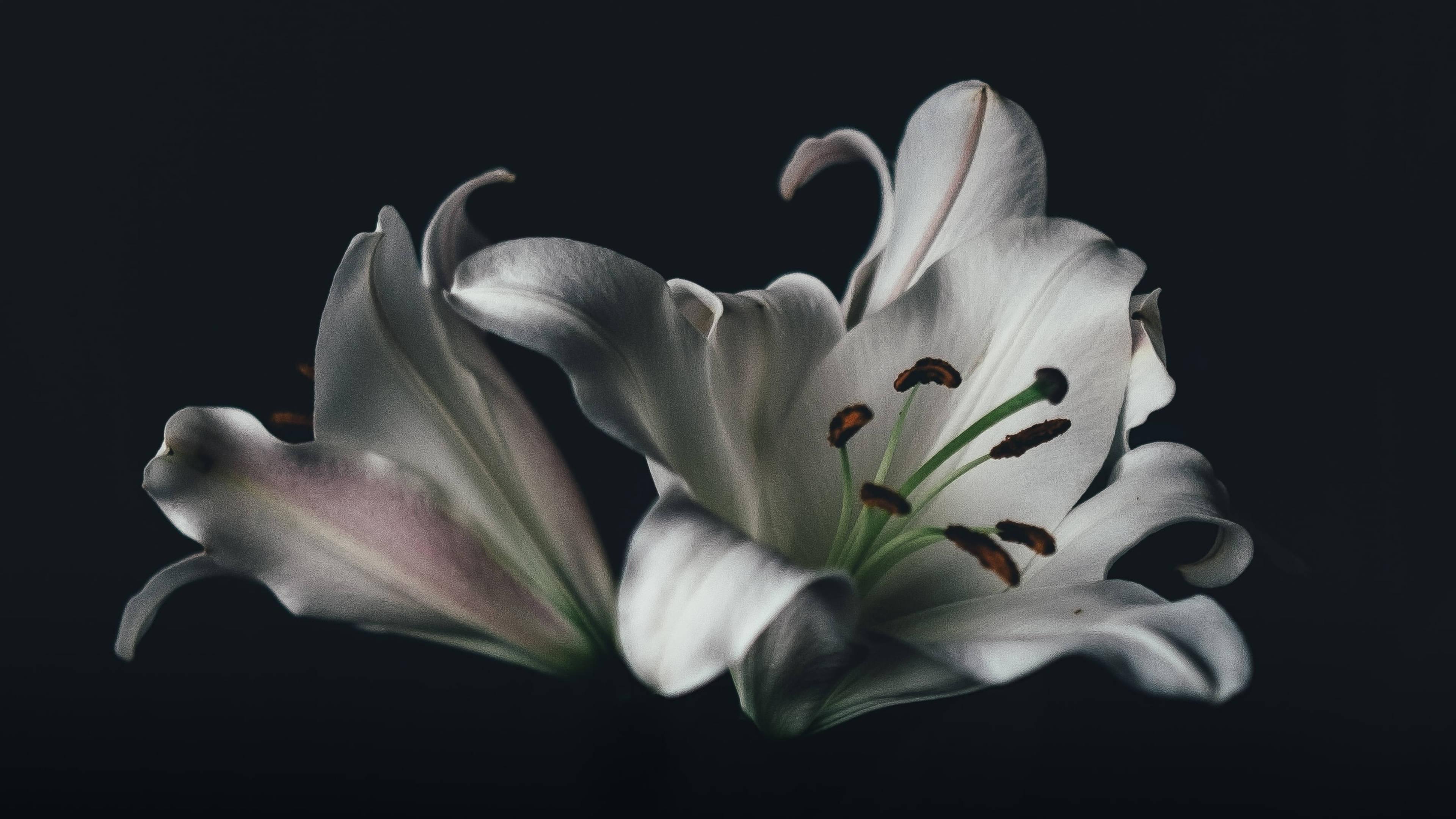 Black and White Beauty — 3840x2160 wallpaper