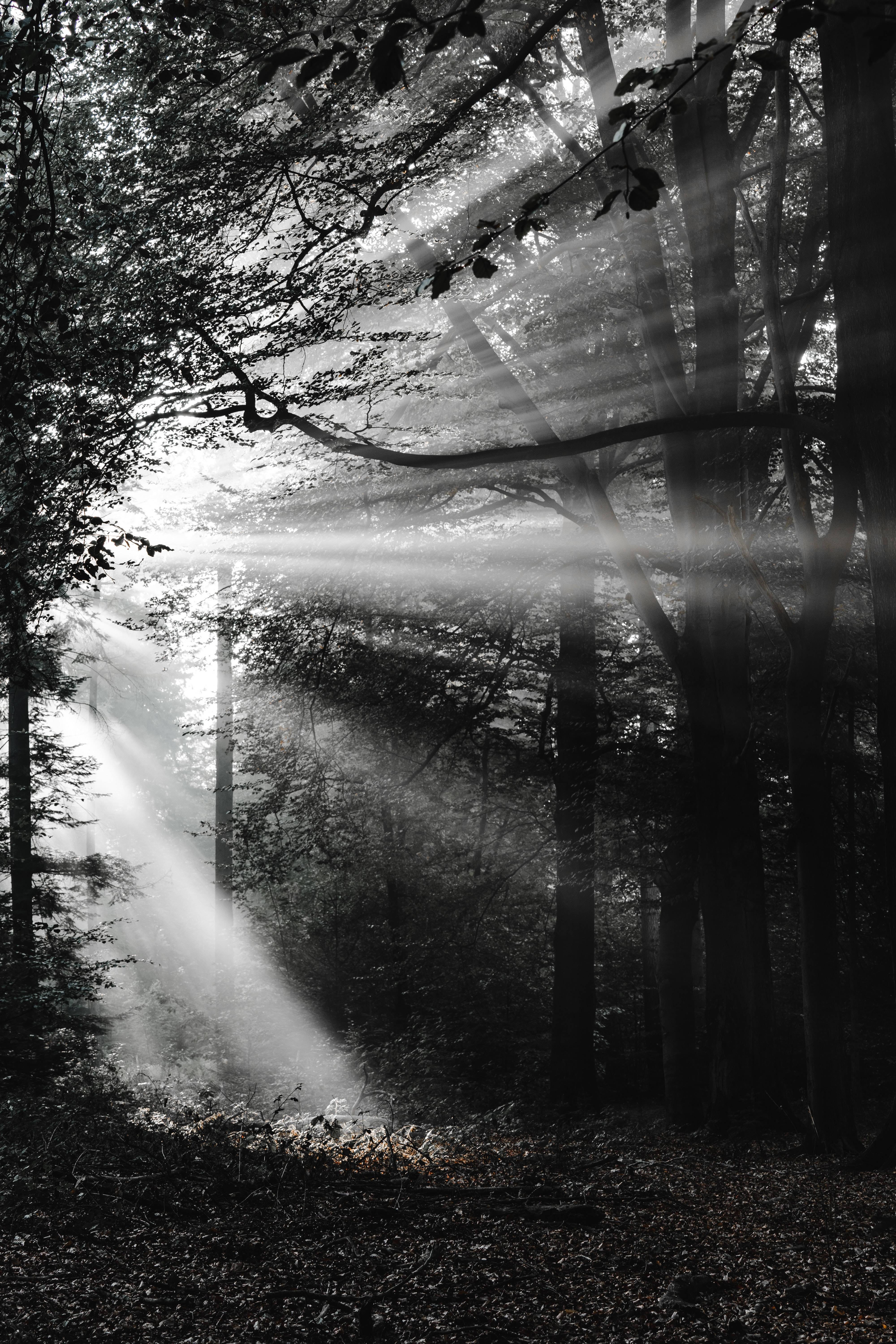 Black And White Forest — 4000x6000 wallpaper