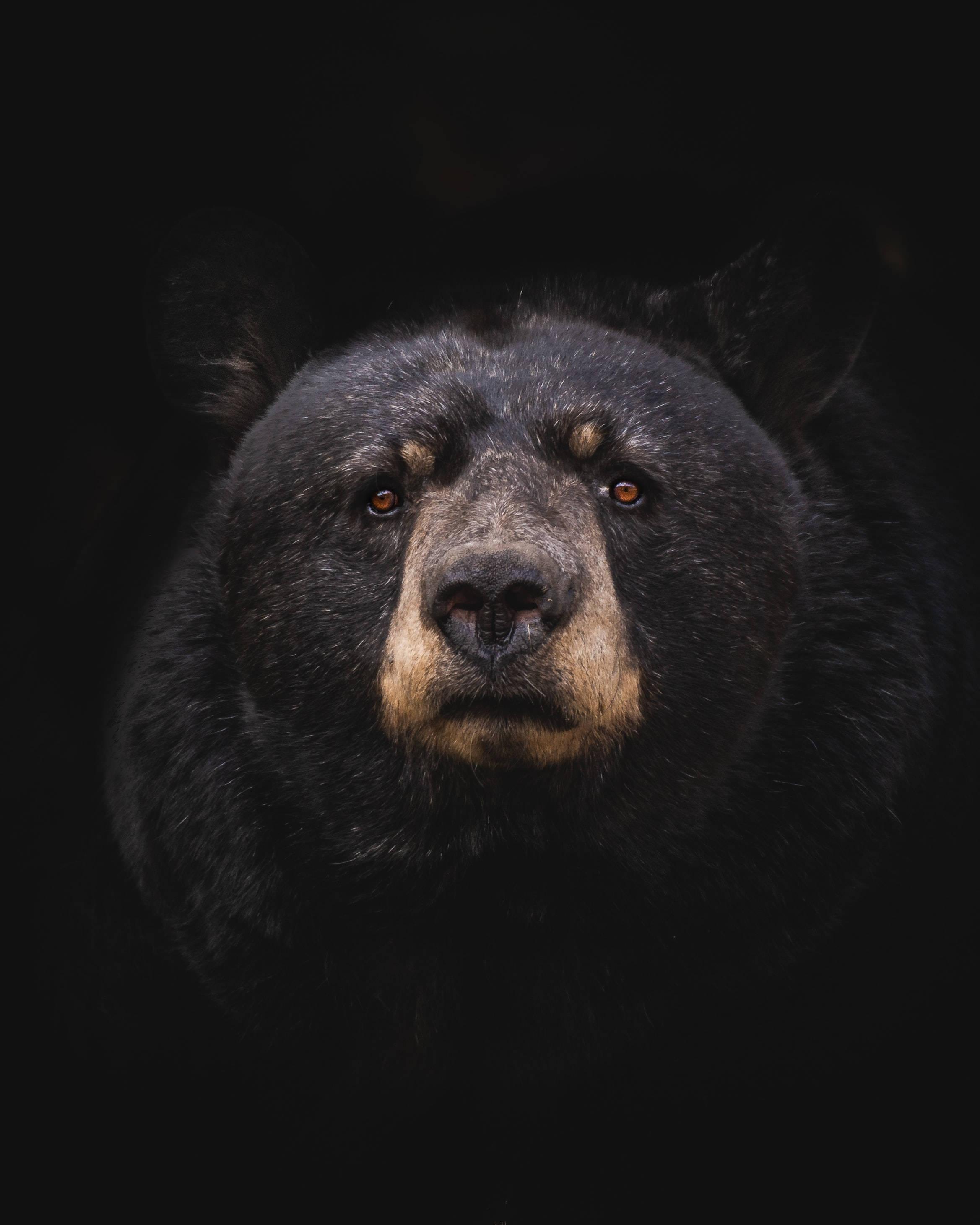 Black Bear Cell Phone Image — 2337x2921 wallpaper
