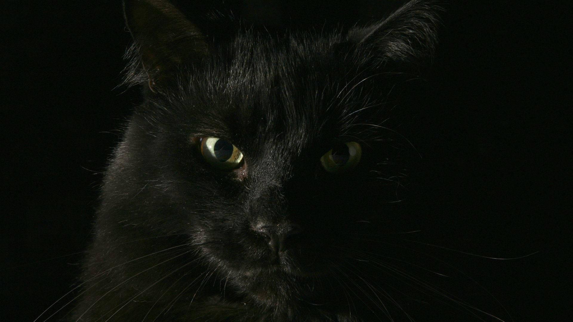 Black Cat Animal Close-up — 1920x1080 wallpaper