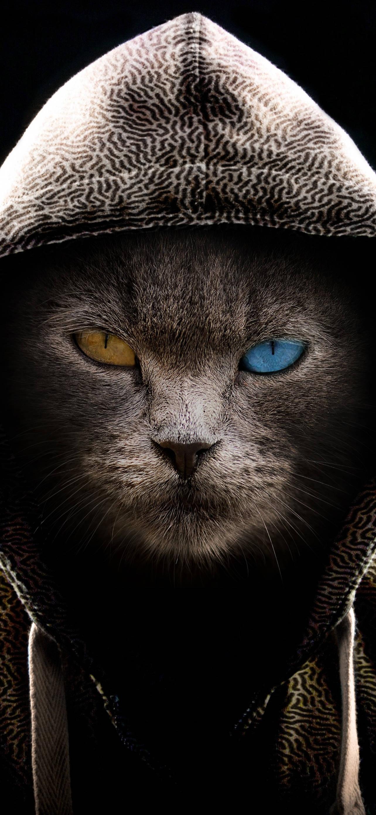 Black Cat Animal With Hood