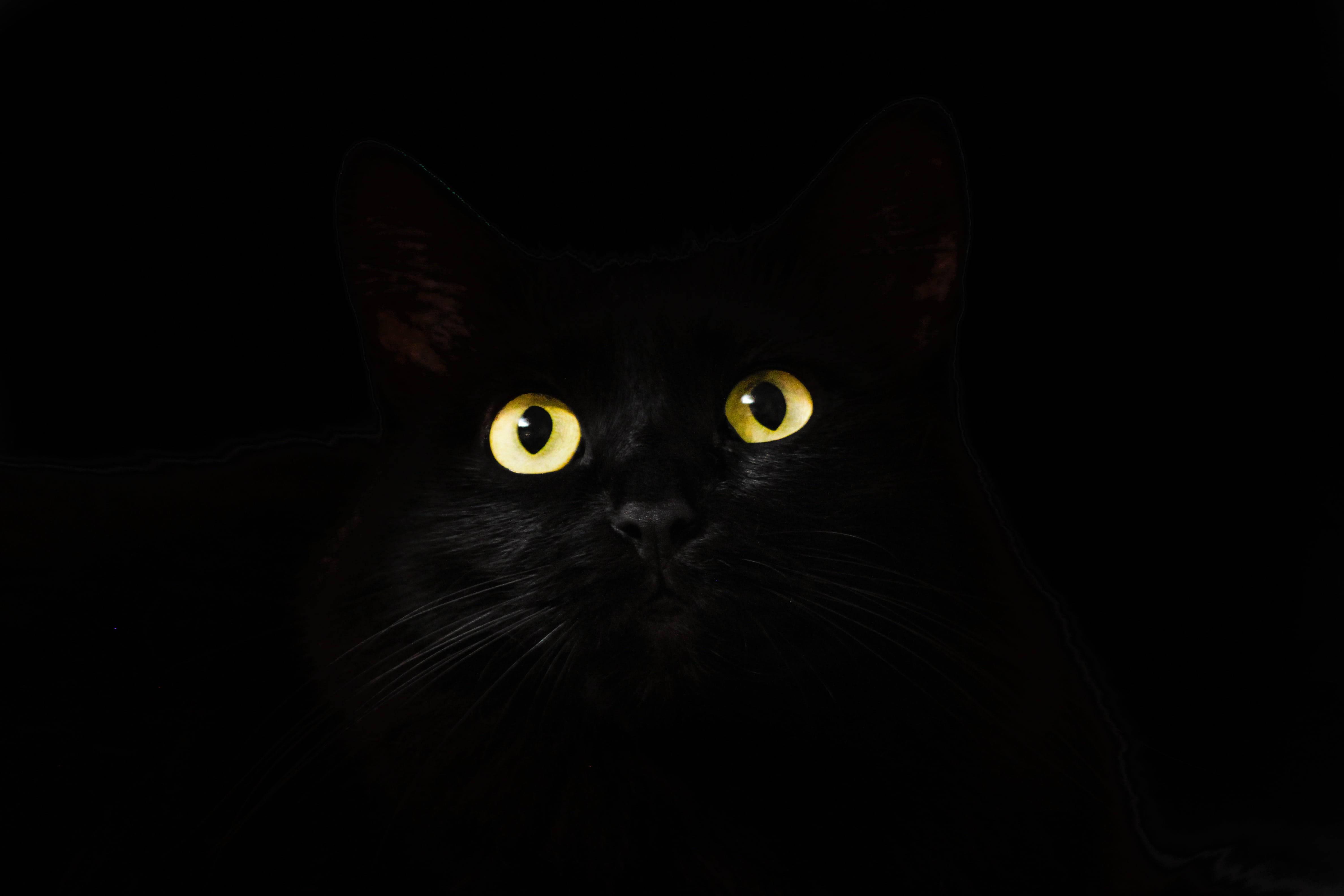 Black Cat Black And White PFP — 4752x3168 wallpaper