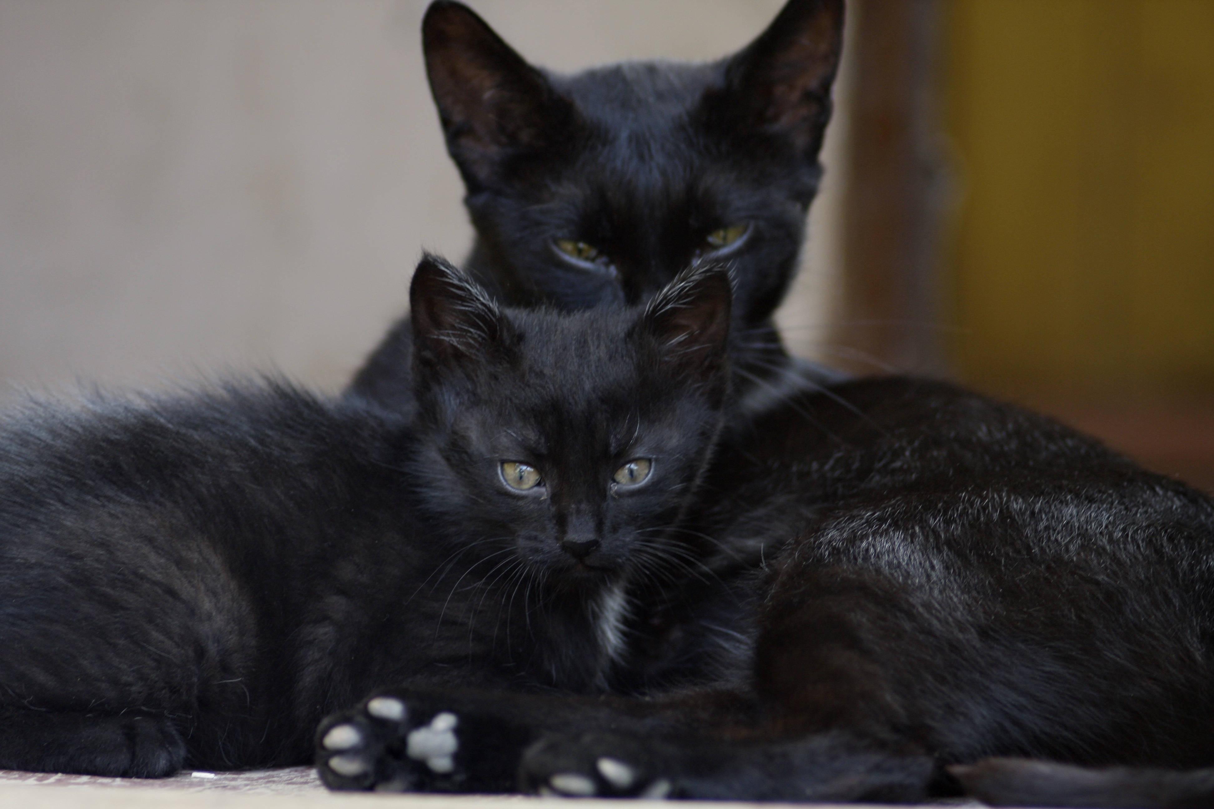 Black Cat Family Animals — 3888x2592 wallpaper