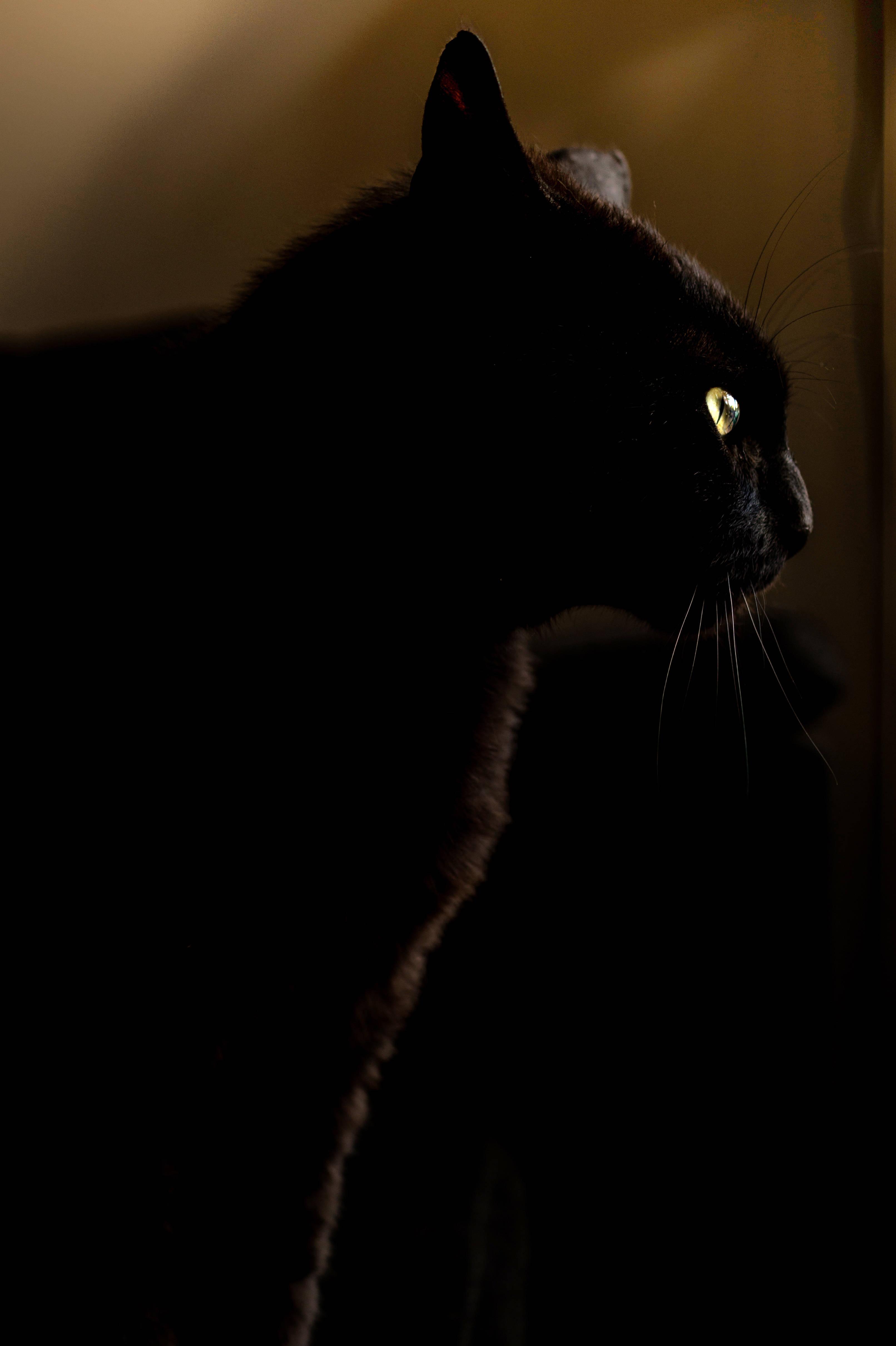 Black Cat On Dark Anime — 3223x4841 wallpaper