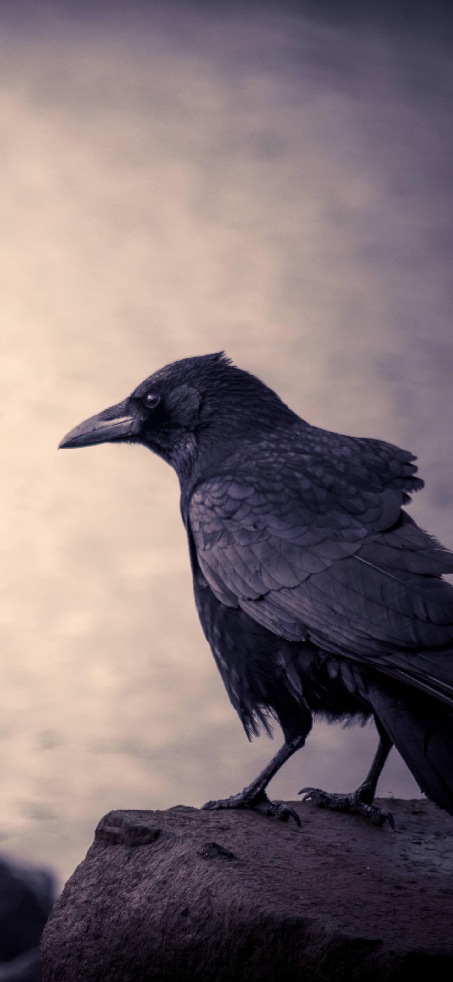 Black Crow Bird iPhone 13 Pro — 1440x3120 wallpaper