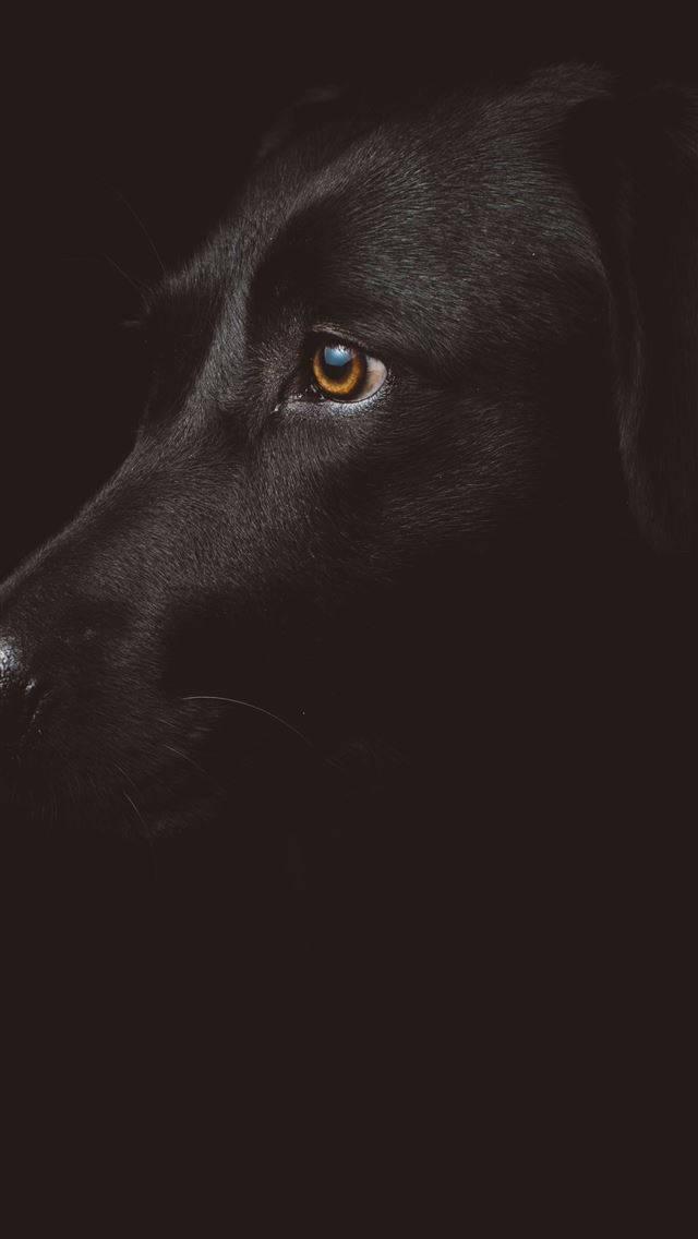 Black Dog iPhone Dark — 640x1136 wallpaper