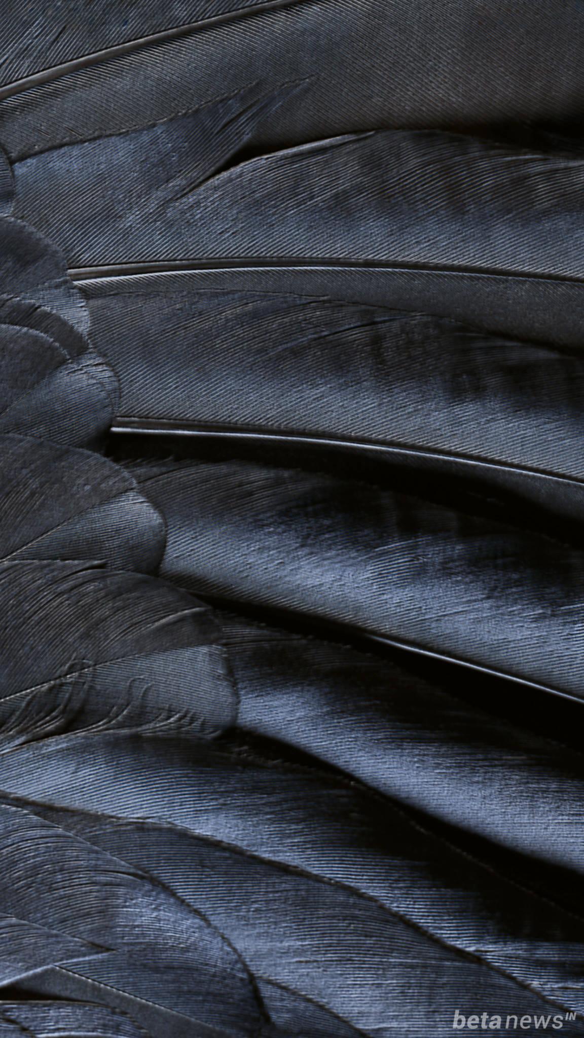Black Feather Ios 16 — 1152x2048 wallpaper