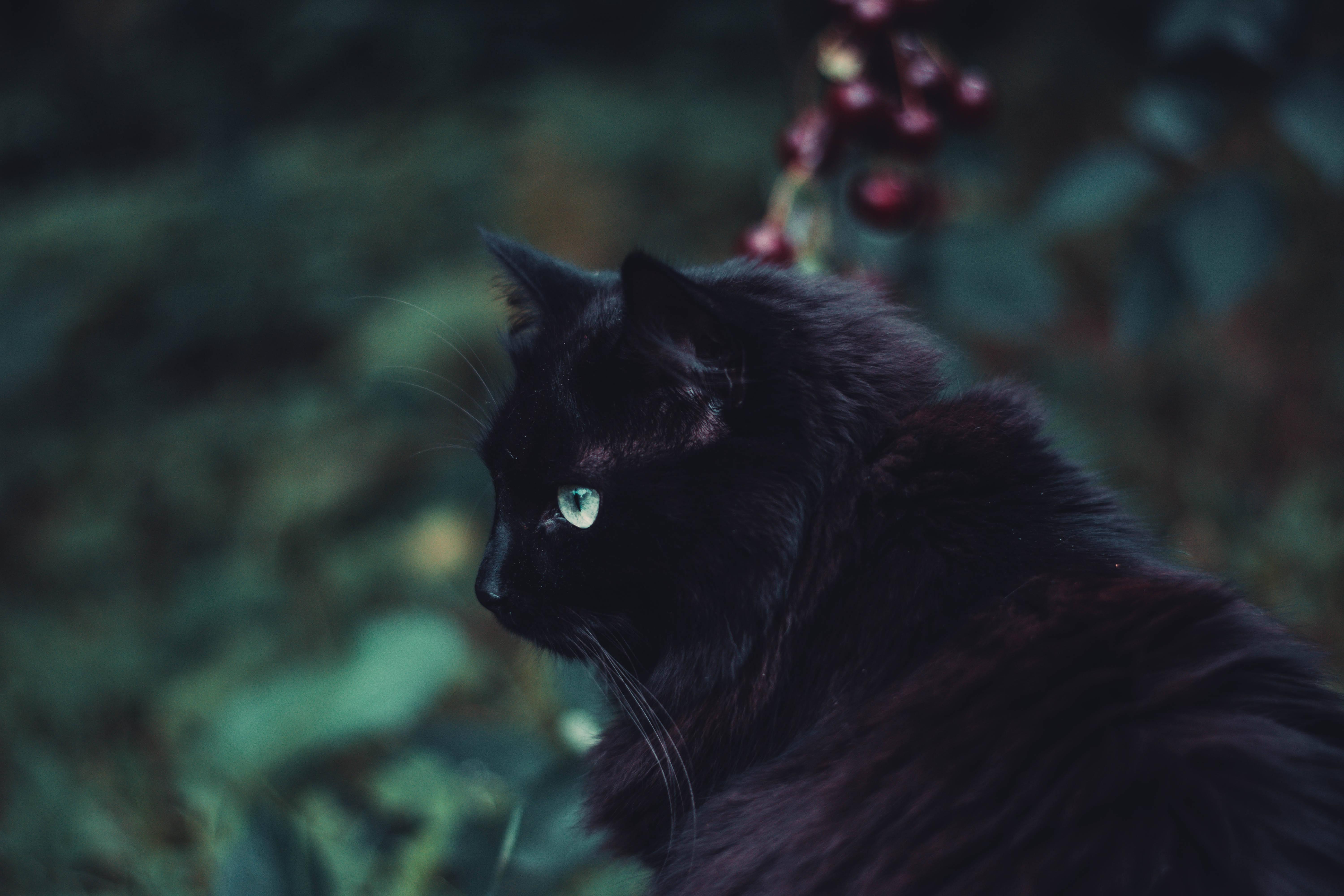 Black Furry Cat Animal — 6000x4000 wallpaper