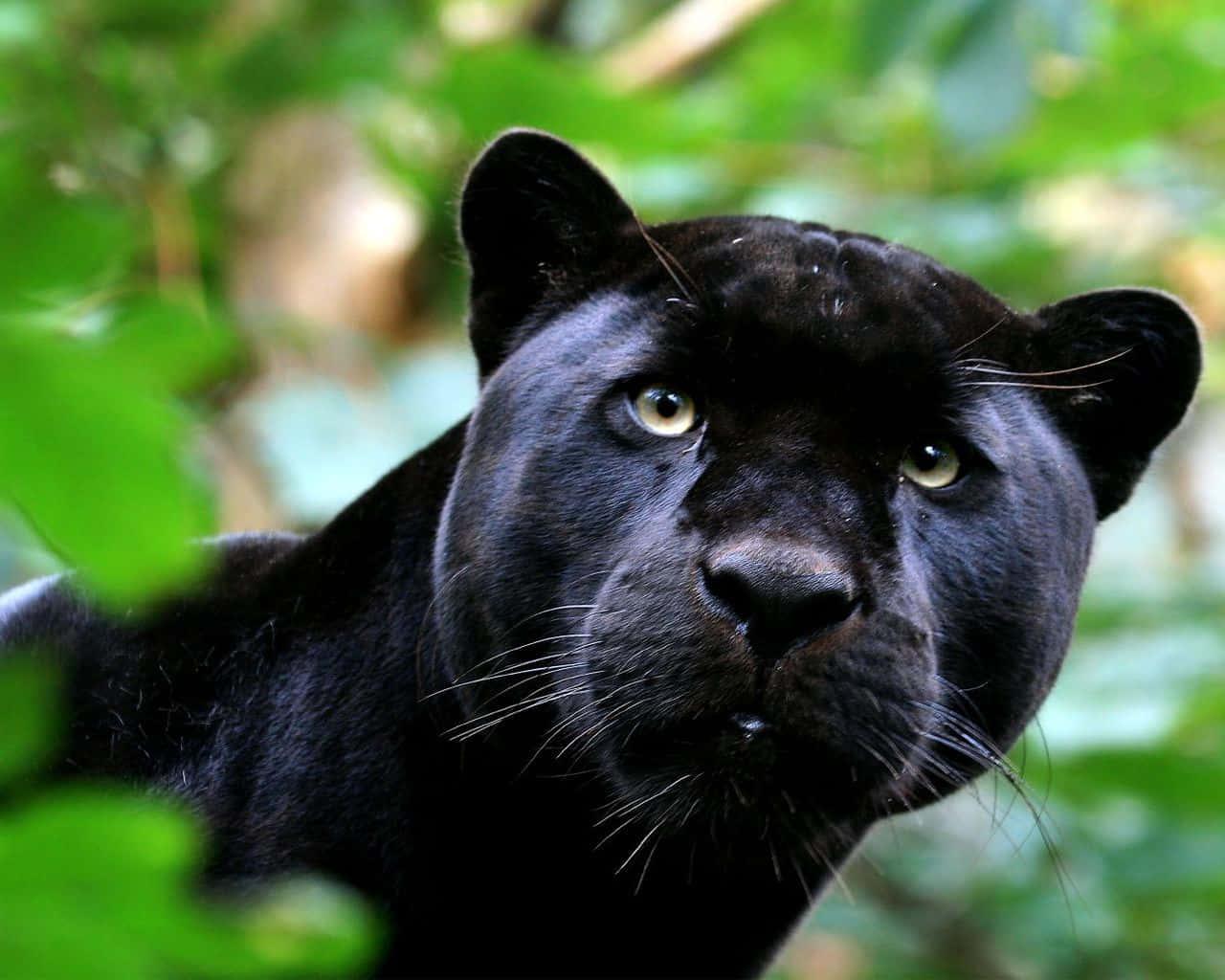 Black Panther pictures — 1280x1024 wallpaper