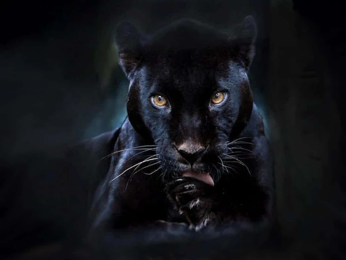 Black Panther pictures — 1200x900 wallpaper