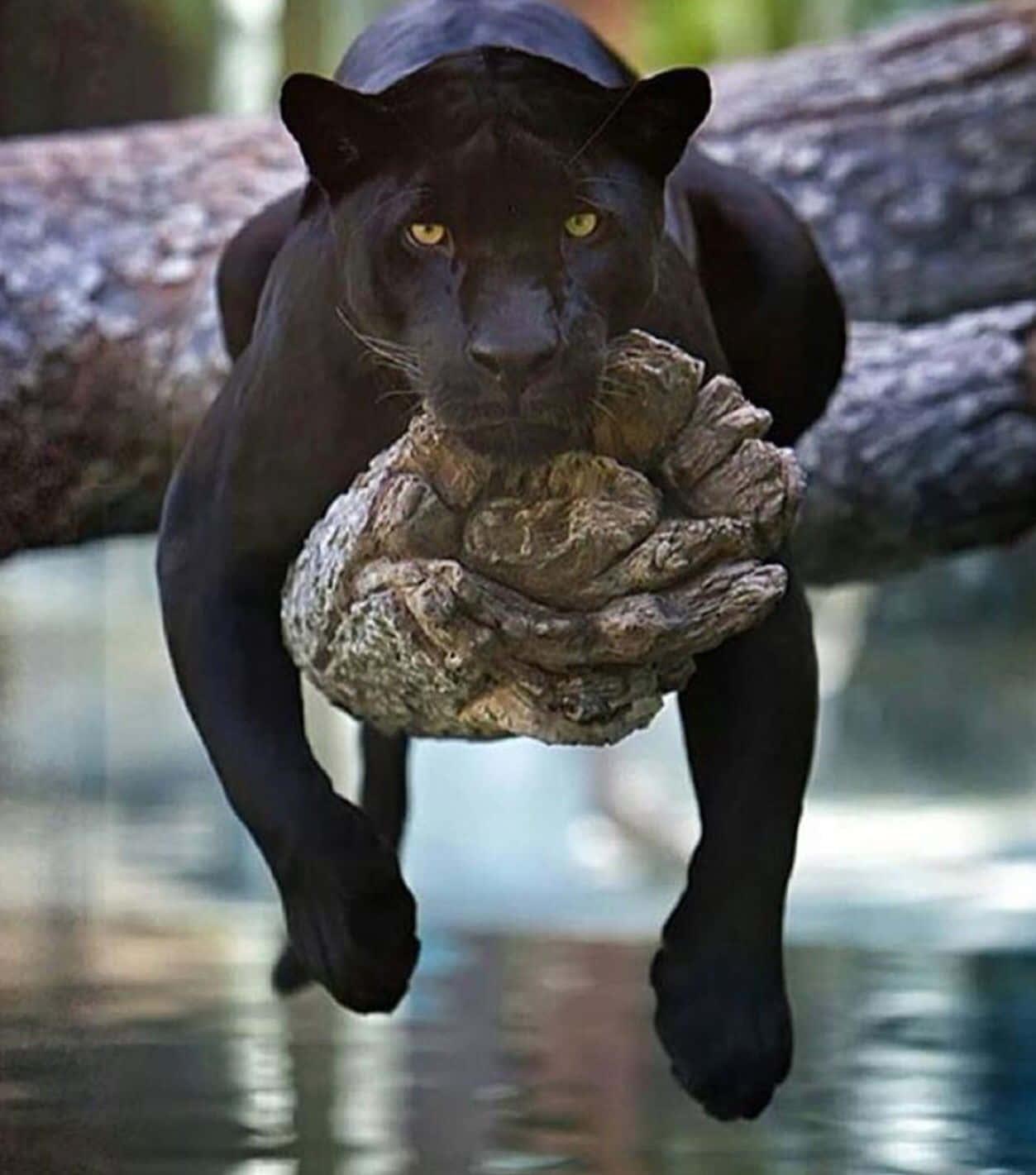 Black Panther pictures — 1253x1421 wallpaper