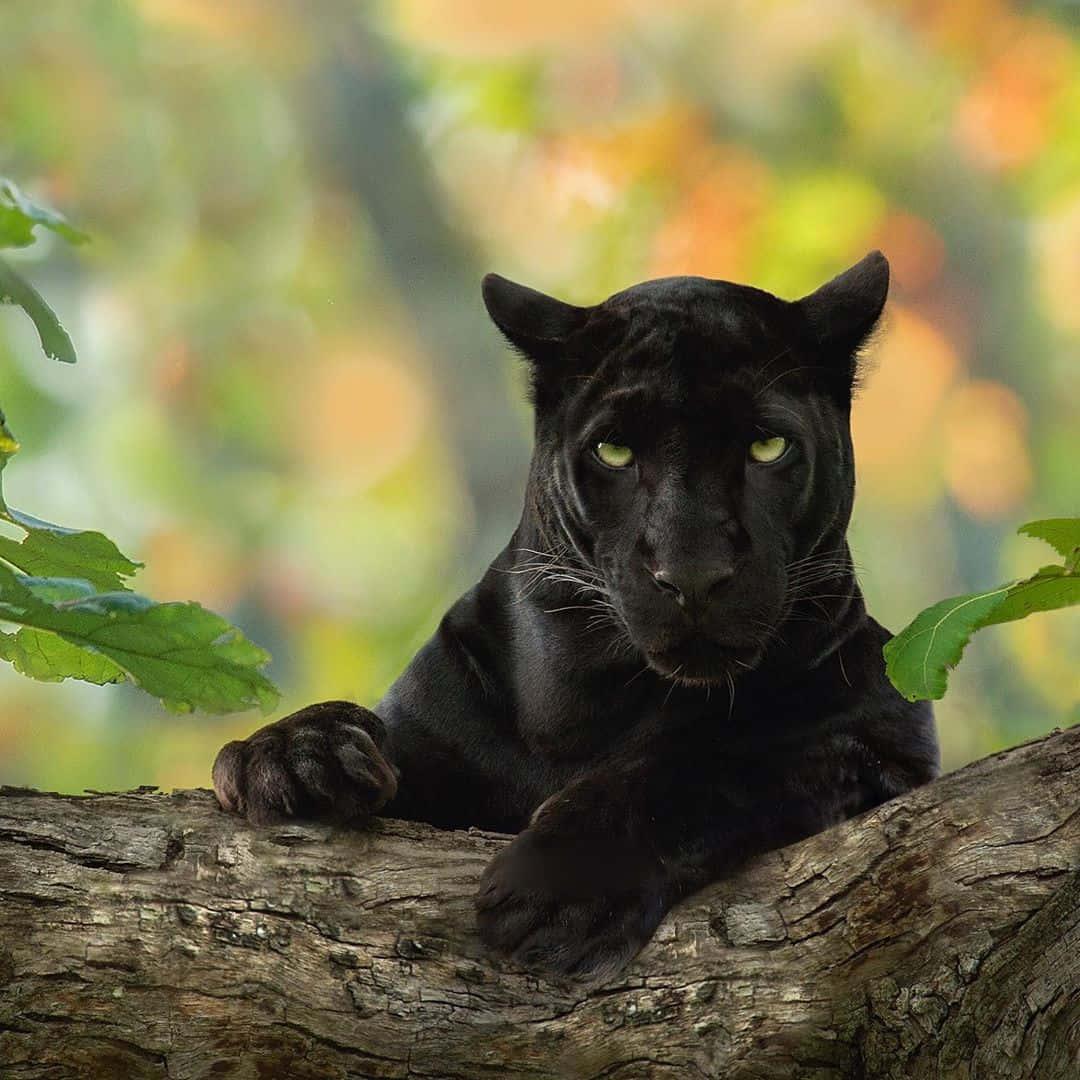 Black Panther pictures — 1080x1080 wallpaper